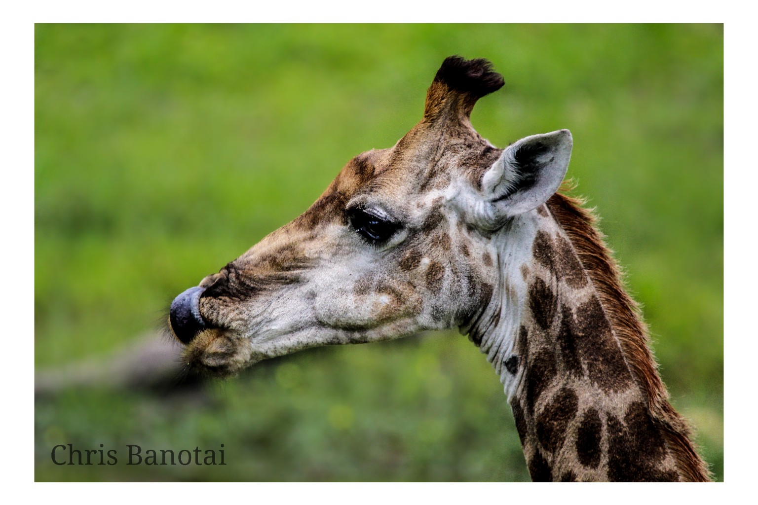 Color profile portrait of a giraffe against a soft green background.