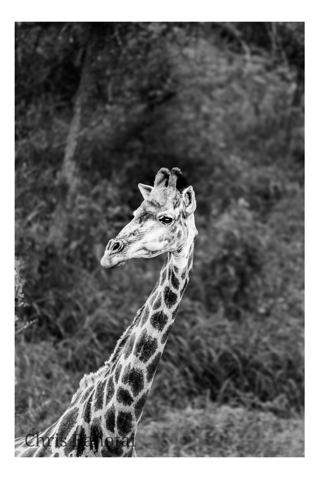 Black-and-white photograph of a giraffe rising above dense woodland.