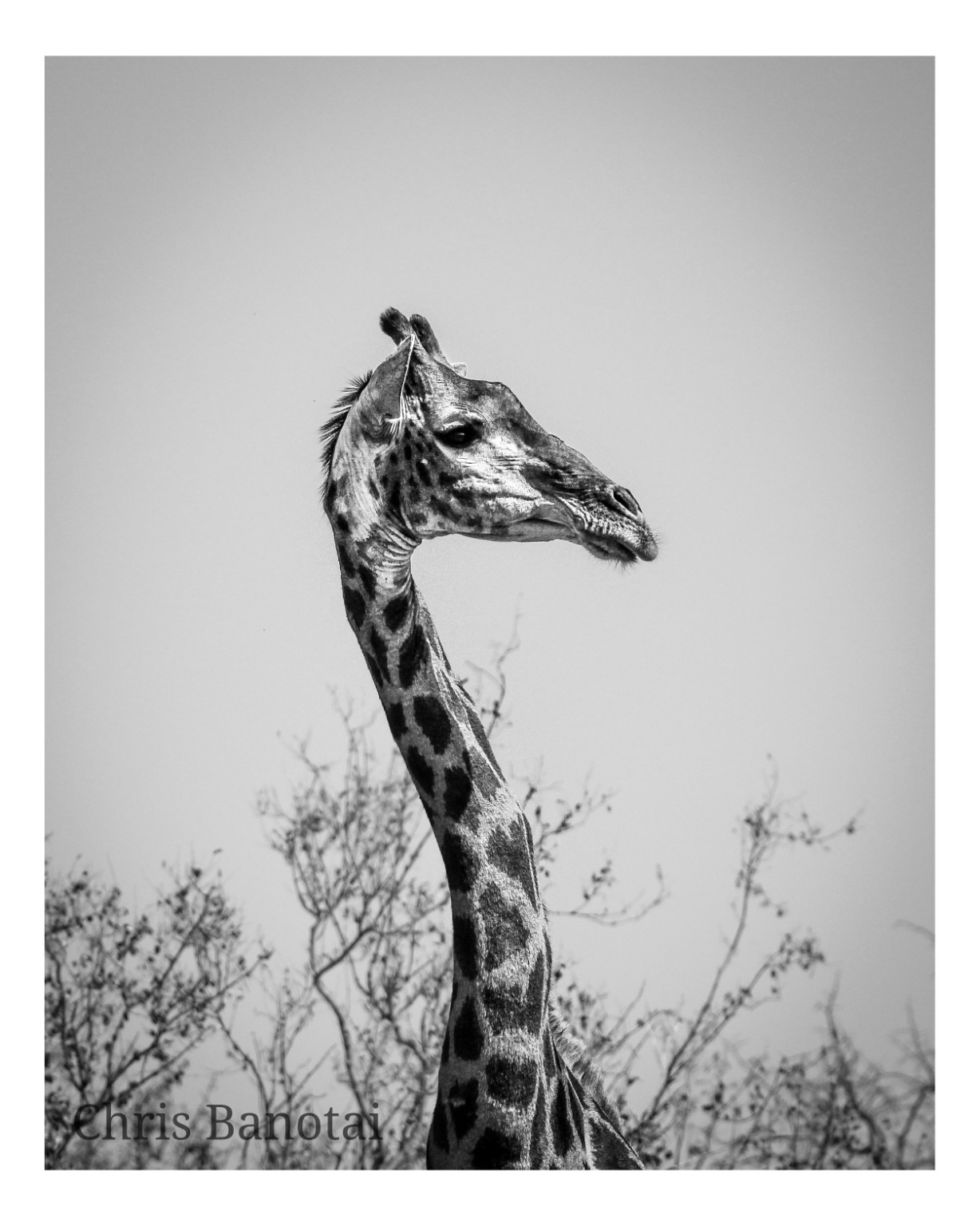 Black-and-white giraffe portrait with long neck rising above sparse bush.
