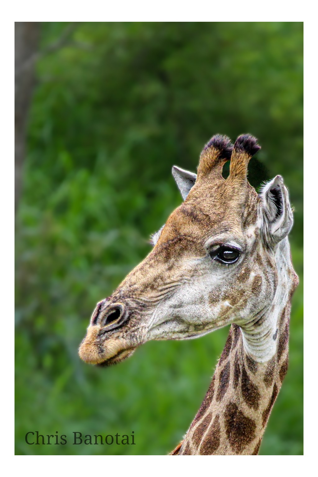 Close color portrait of a giraffe against lush green foliage.