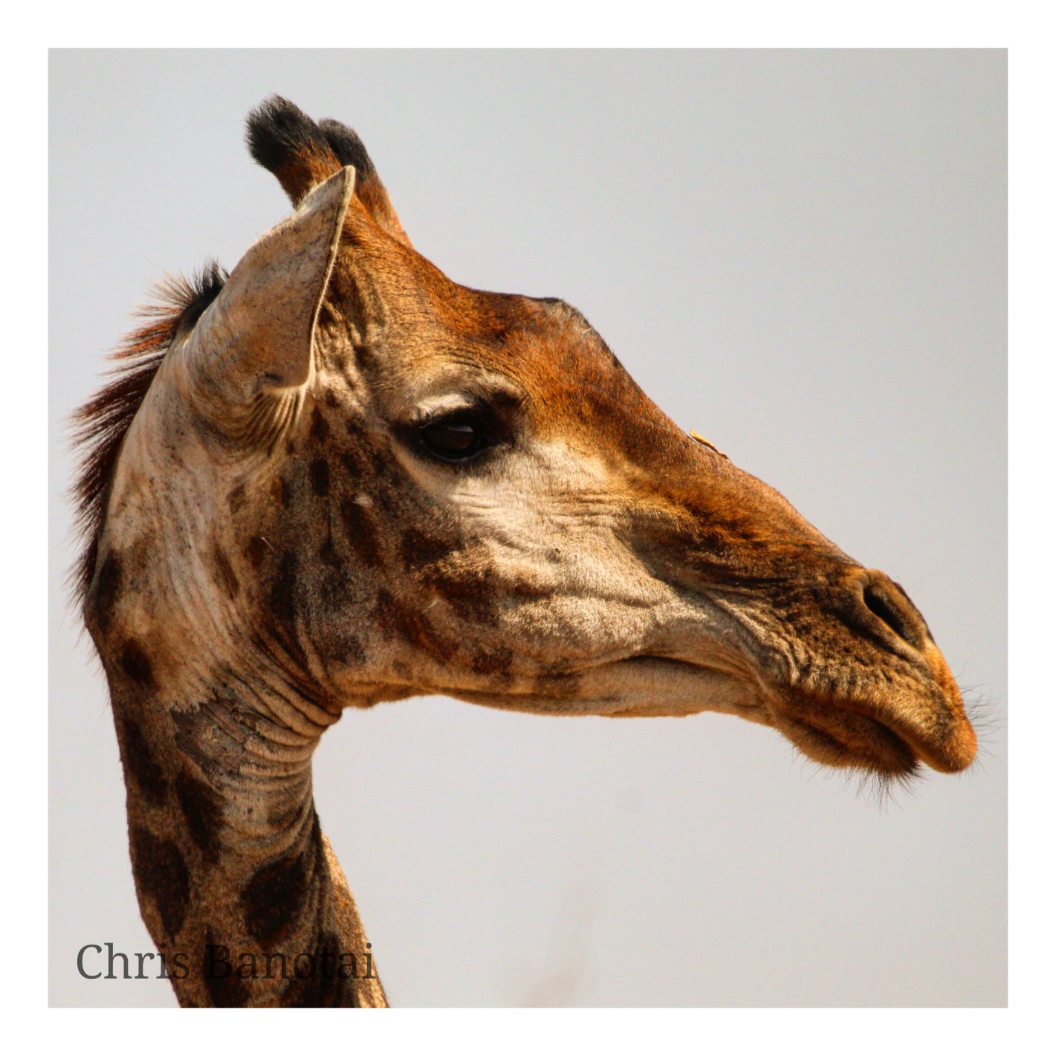 Color side-profile study of a giraffe against open sky.