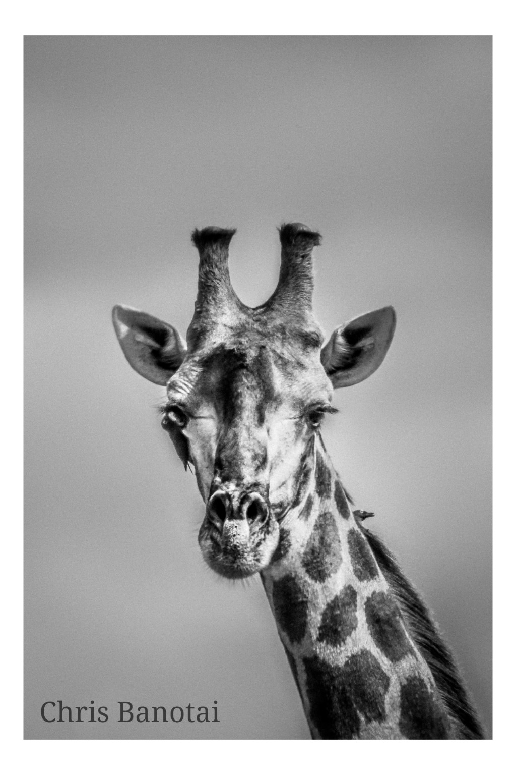 Black-and-white frontal giraffe portrait emphasizing its long eyelashes.