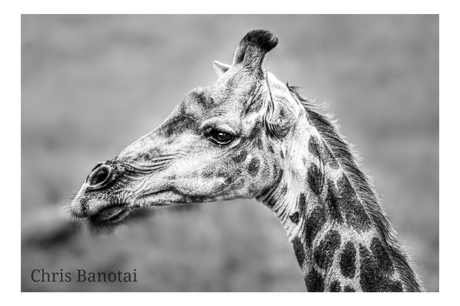 Black-and-white side profile of a giraffe with soft background.
