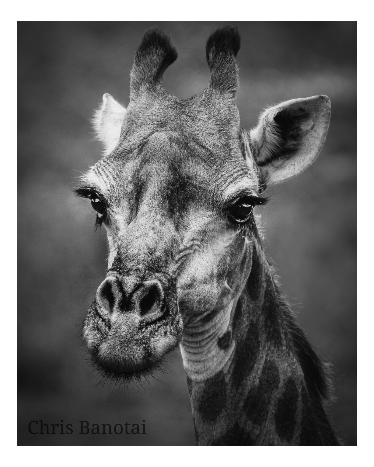 Black-and-white close portrait of a giraffe looking toward the camera.