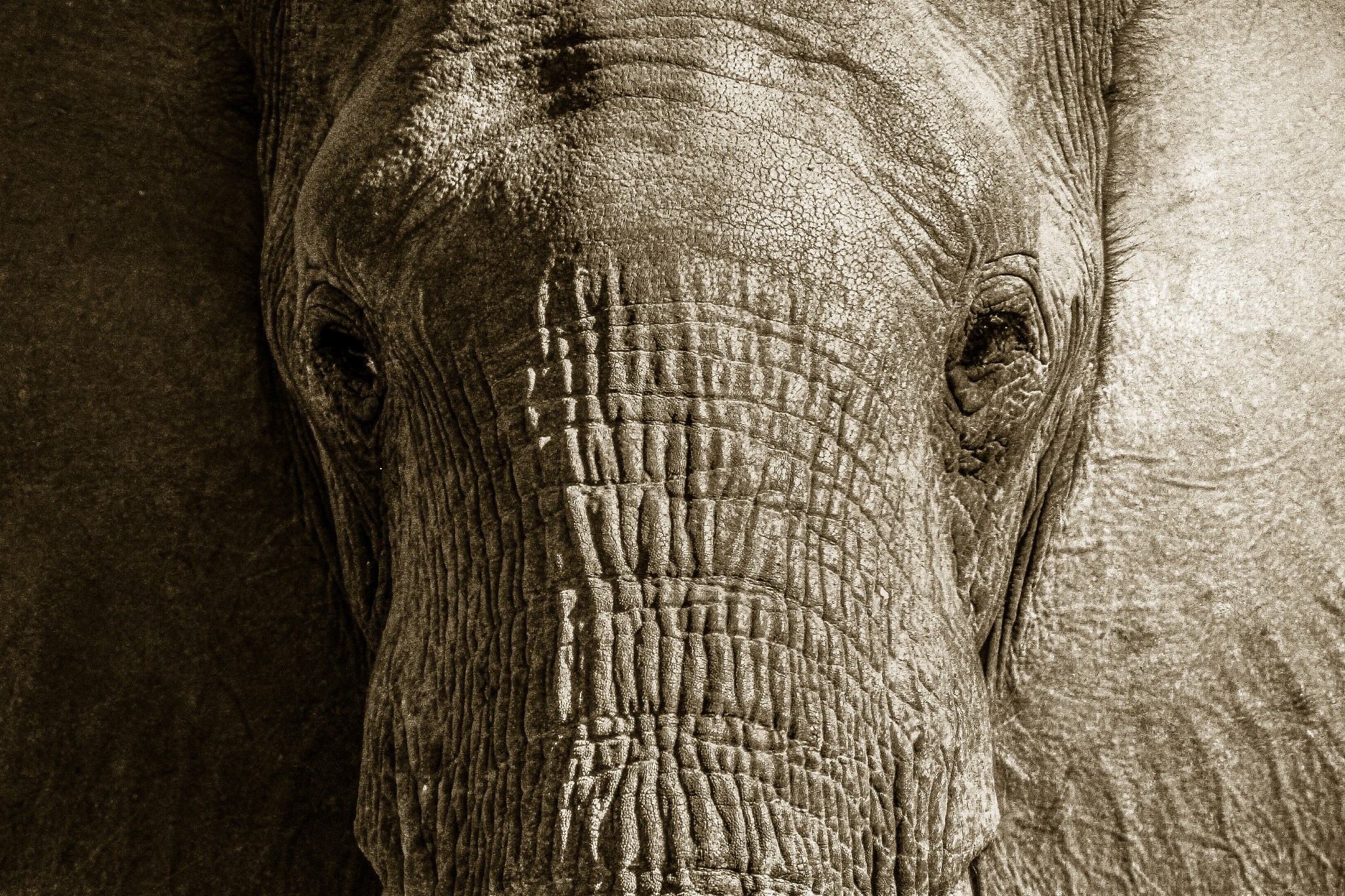 African elephant in the bush