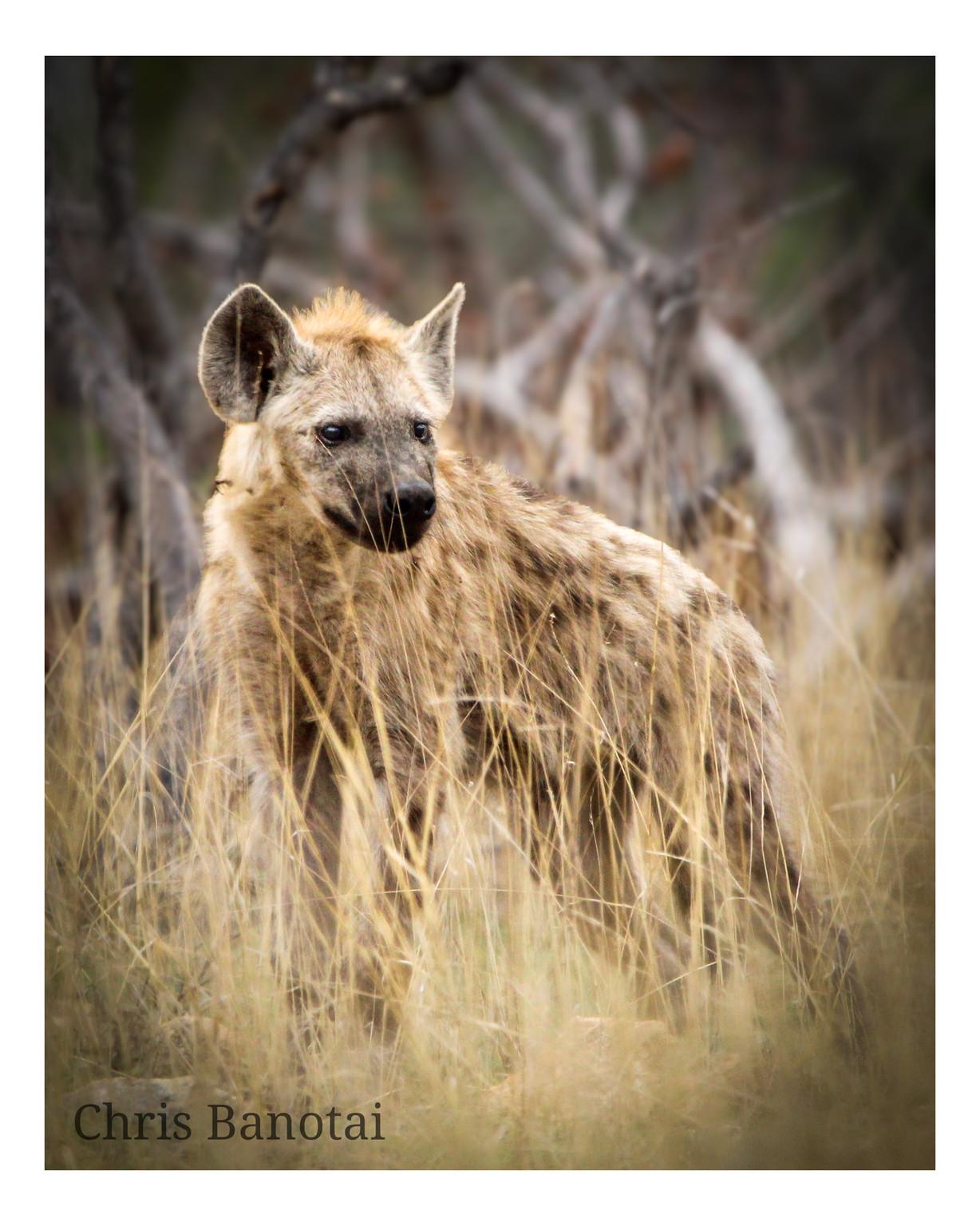 Spotted hyena standing in tall dry grass and looking to the side.