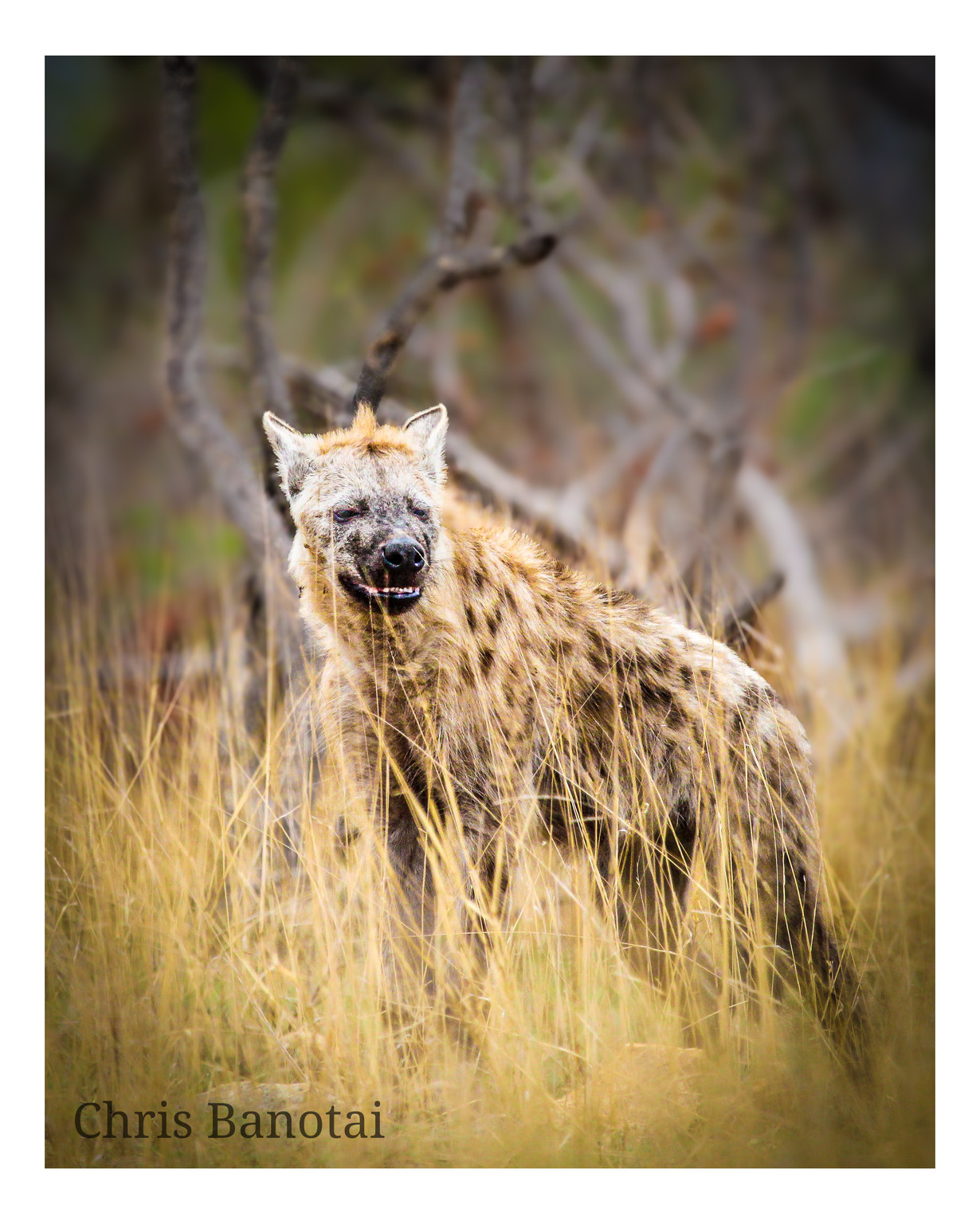 Spotted hyena standing among dry grass with its face turned toward the camera.