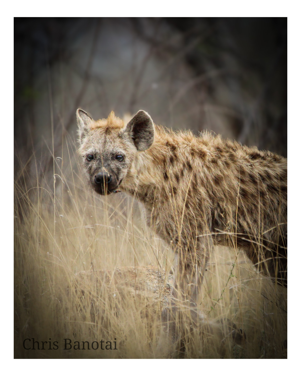 Spotted hyena partly concealed by pale grass.