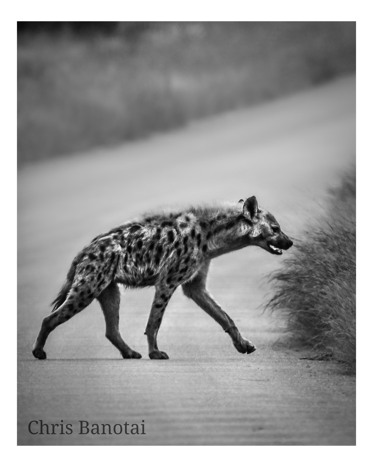 Black-and-white photograph of a spotted hyena crossing a bush road.