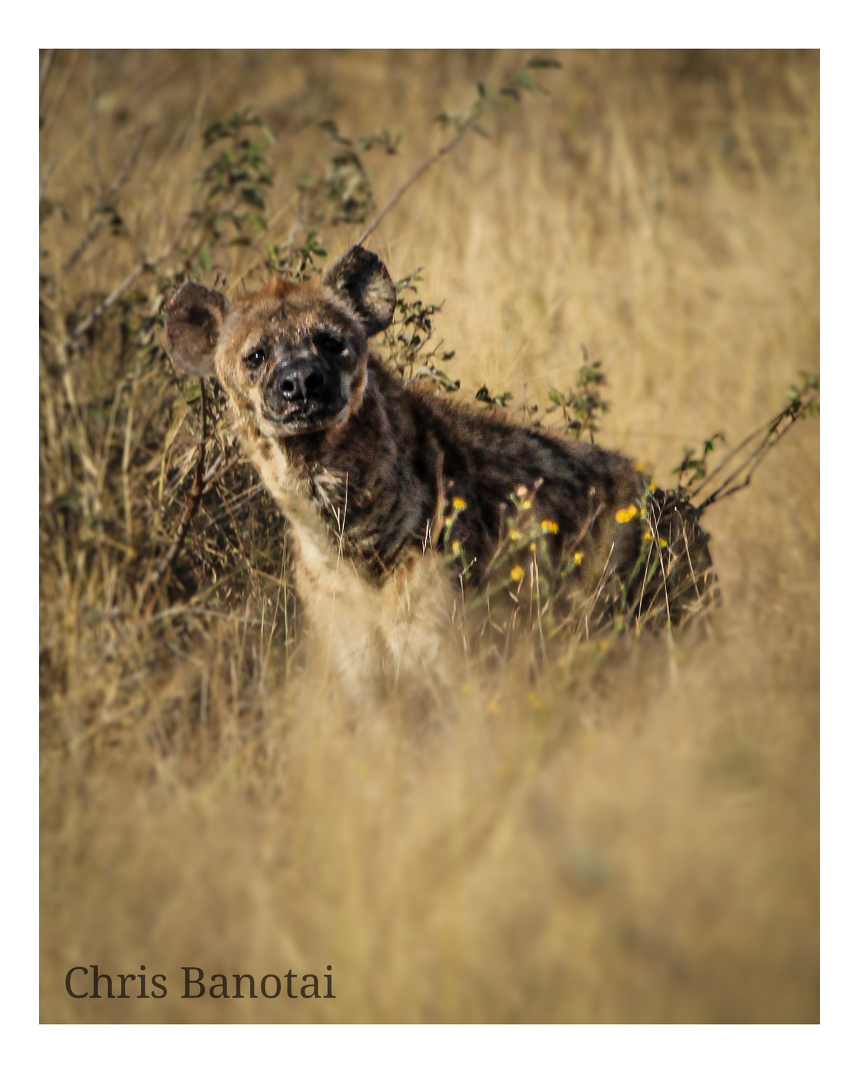 Spotted hyena standing amid golden grass and low vegetation.
