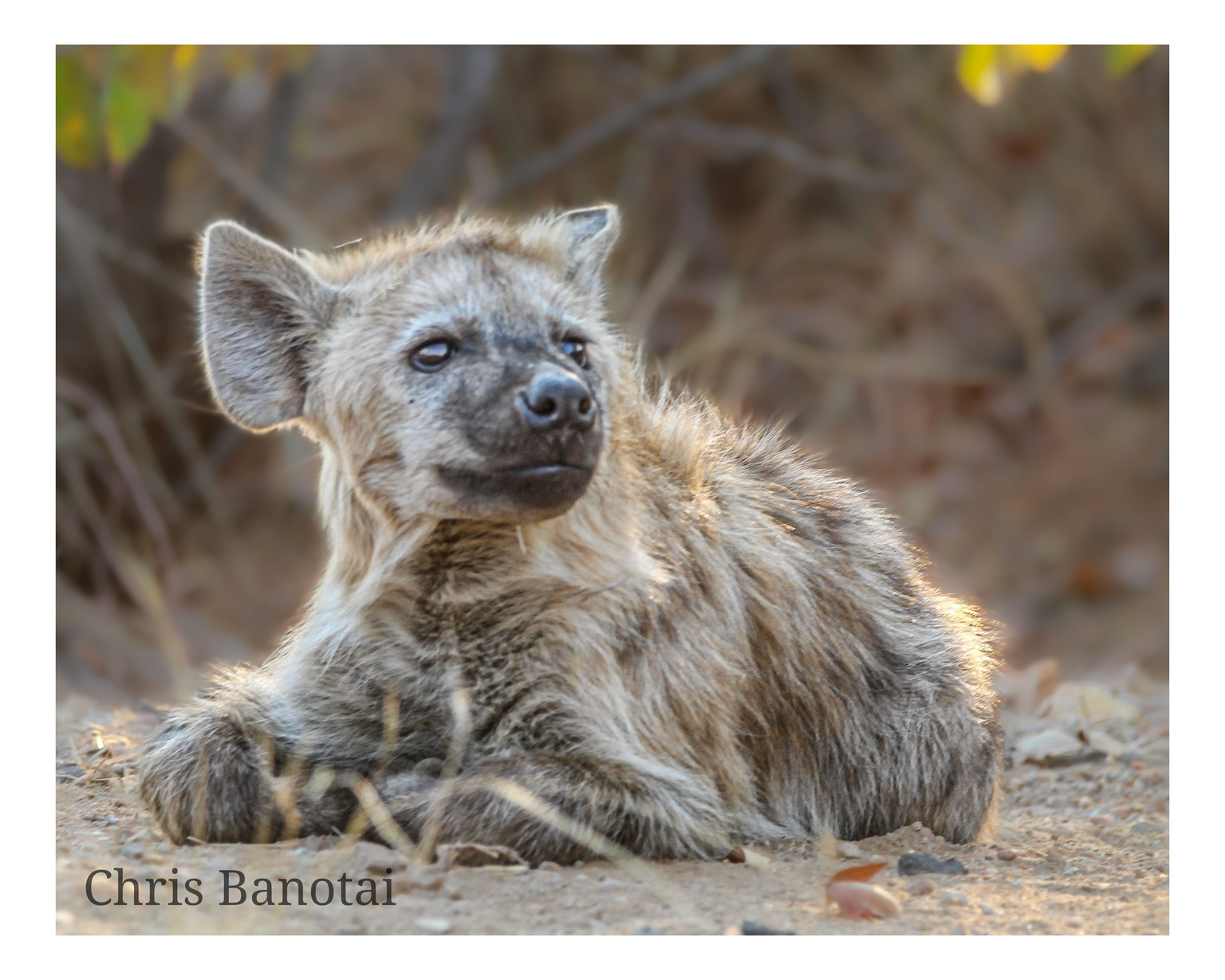 Young spotted hyena sitting on open ground in warm light.