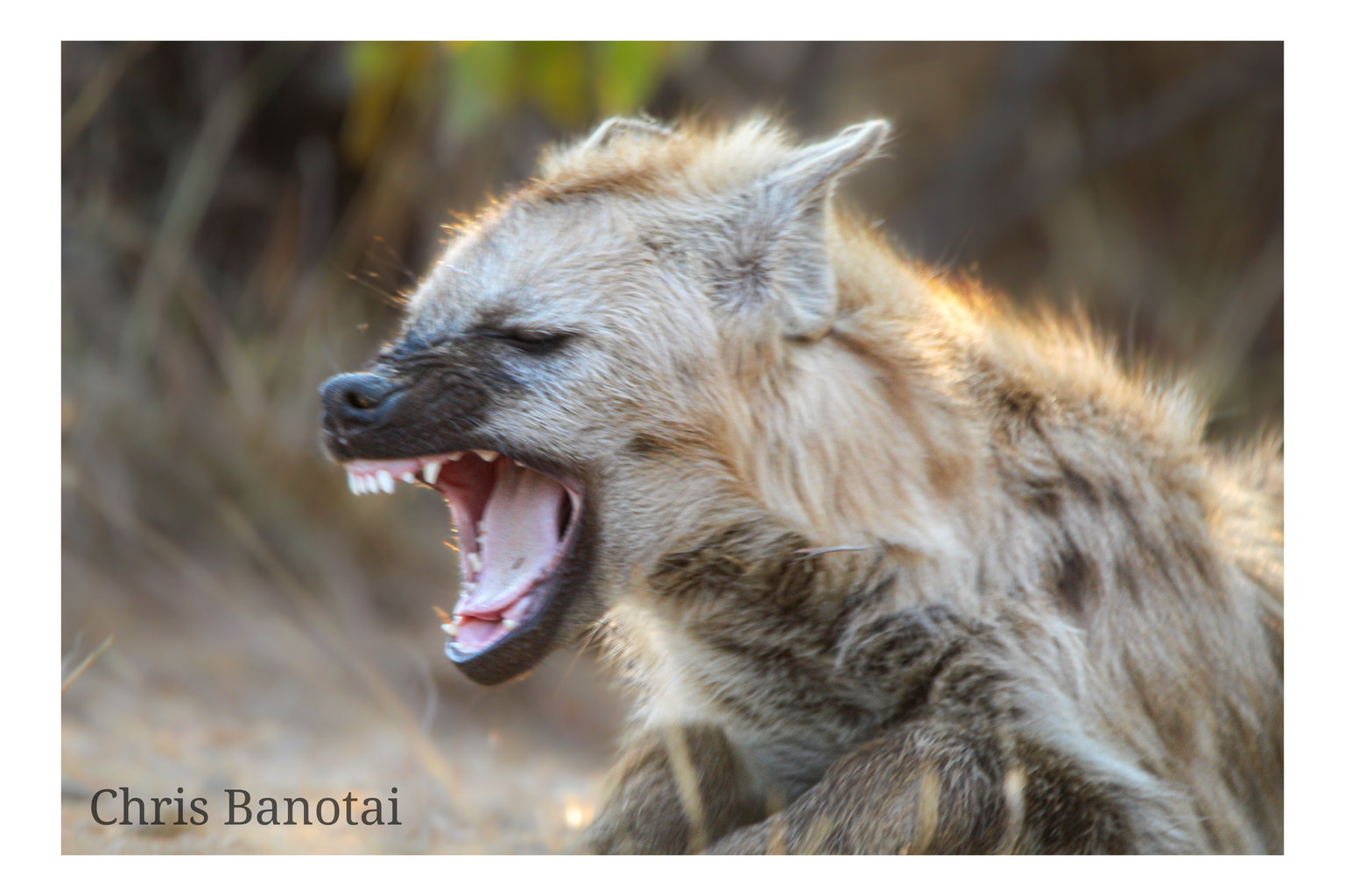 Young spotted hyena with mouth open, showing its teeth.