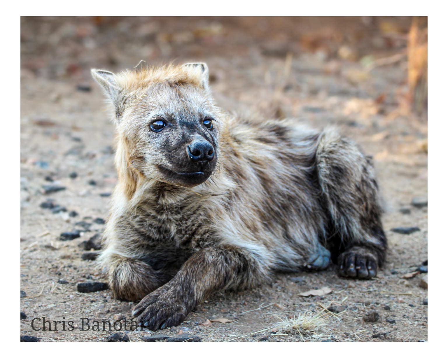 Young spotted hyena lying on the ground and looking toward the camera.