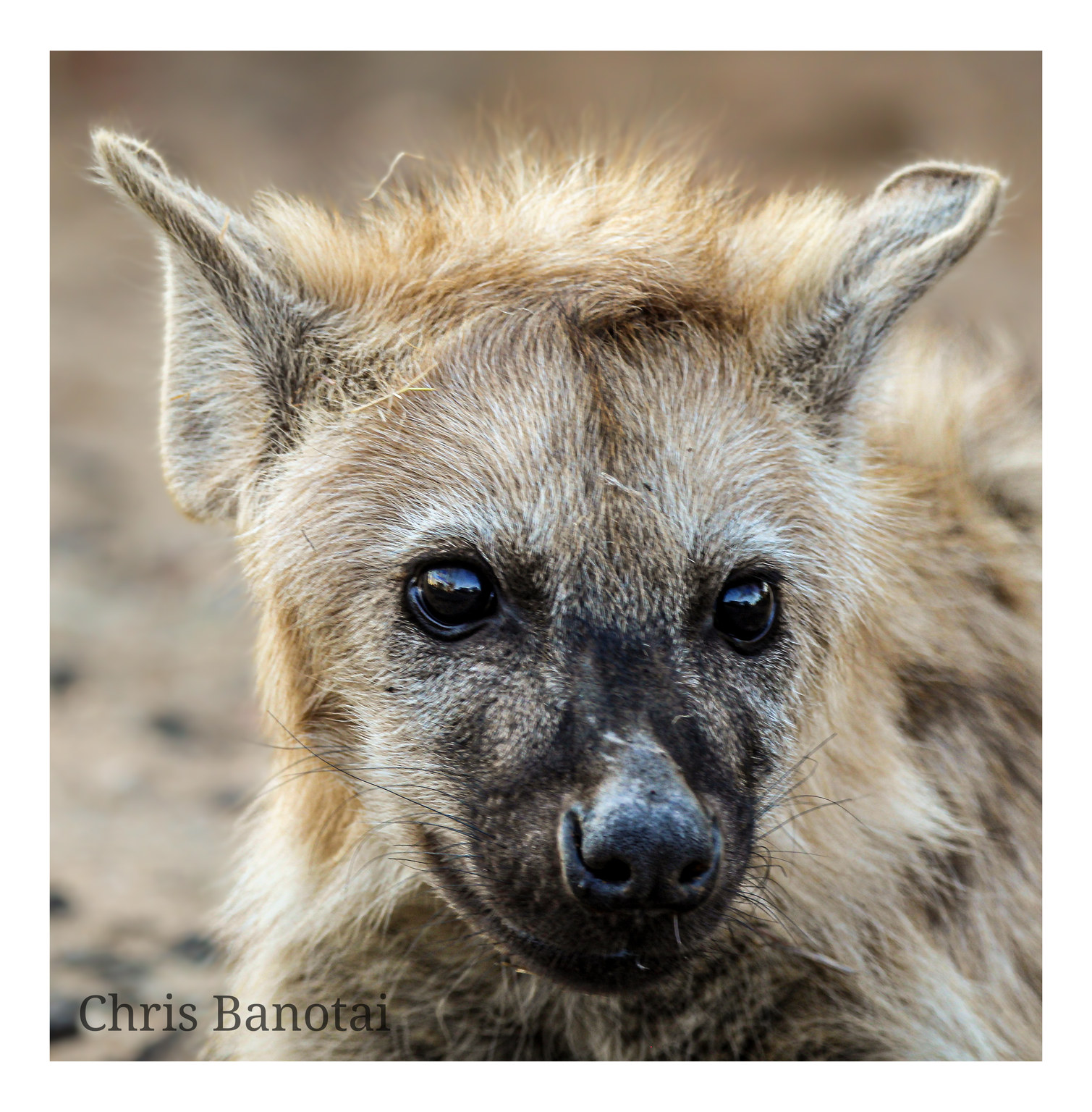 Close portrait of a young spotted hyena looking directly toward the camera.