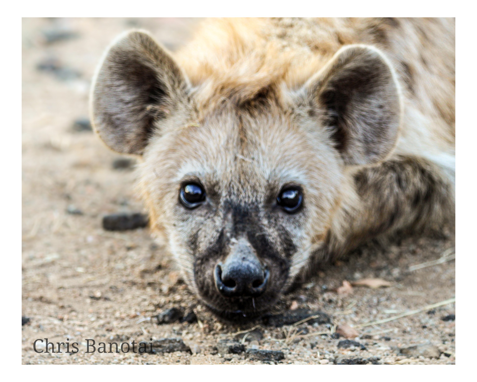 Young spotted hyena resting its chin on the ground.