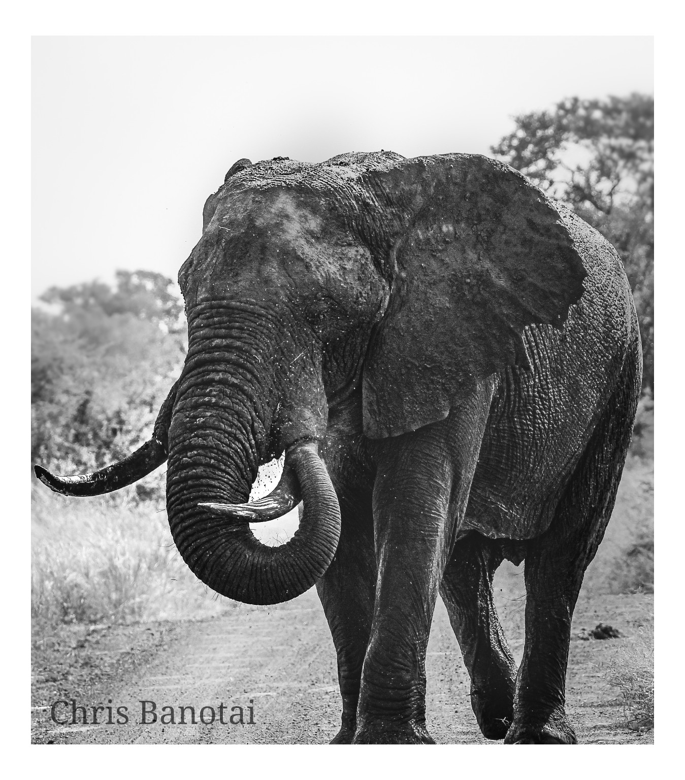 Black-and-white photograph of a tusked bull elephant walking toward the camera with his trunk curled upward.