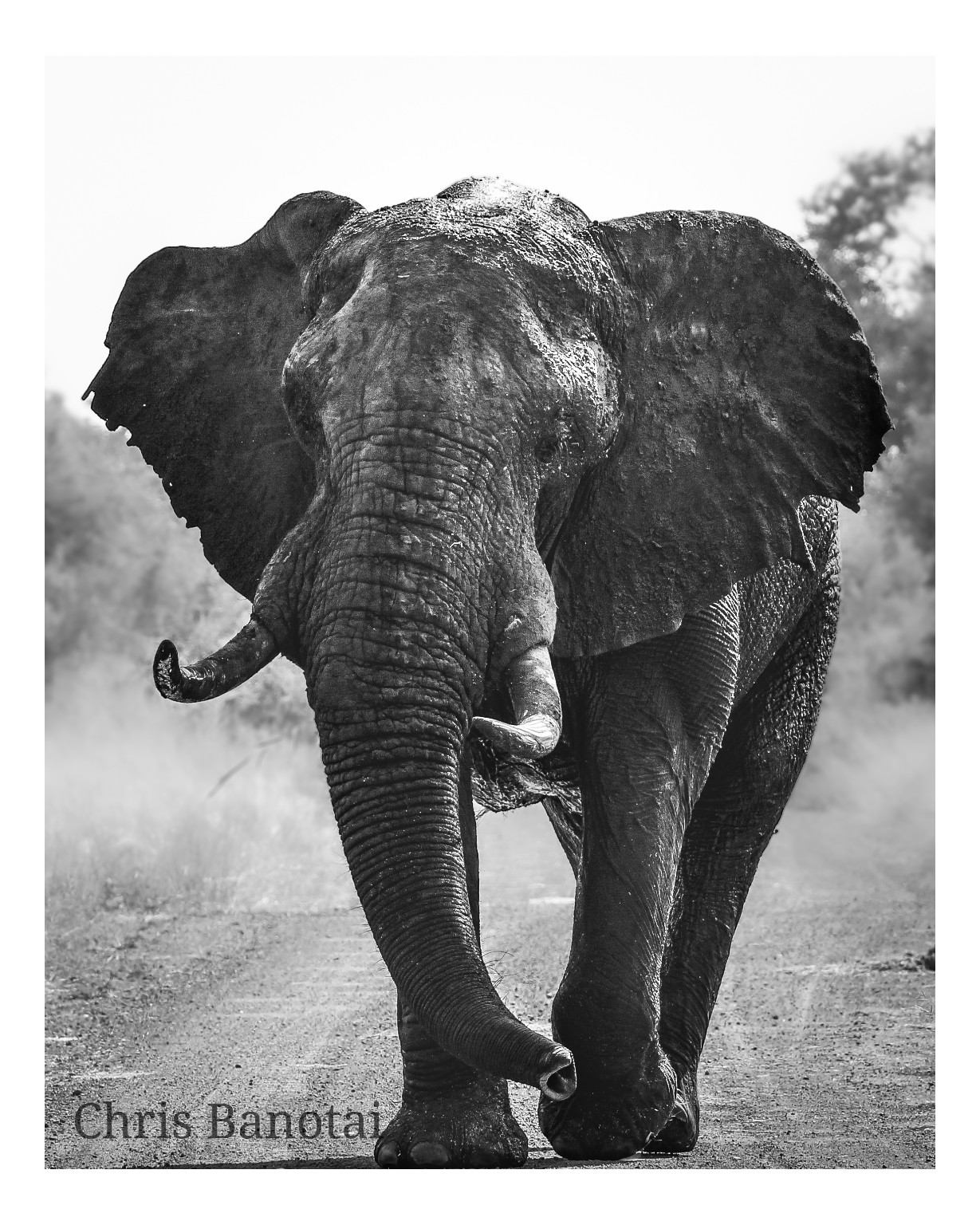 Black-and-white full-body portrait of a bull elephant approaching along a dirt road with his trunk lowered.