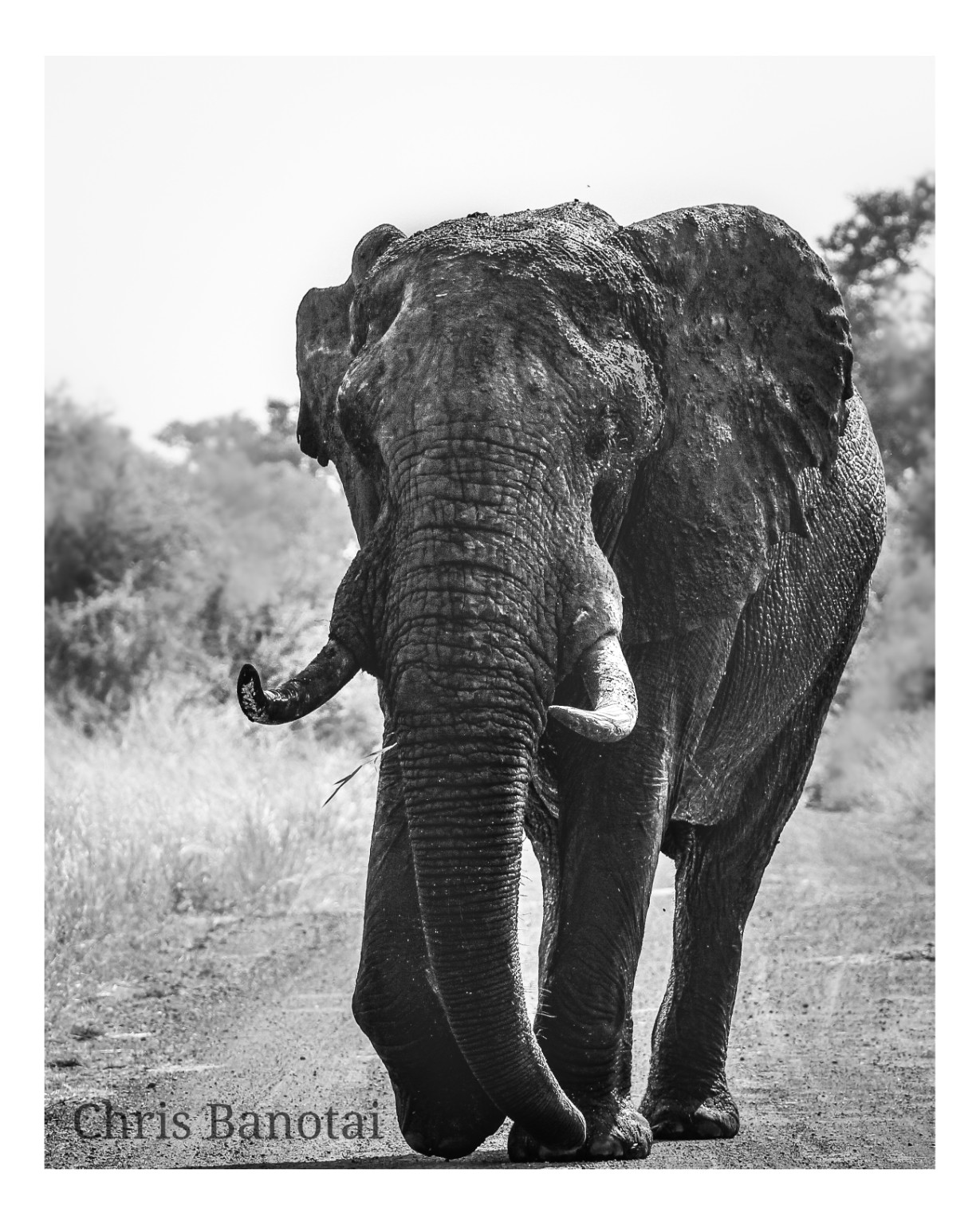 Black-and-white photograph of a bull elephant walking head-on with the tip of his trunk curled to one side.