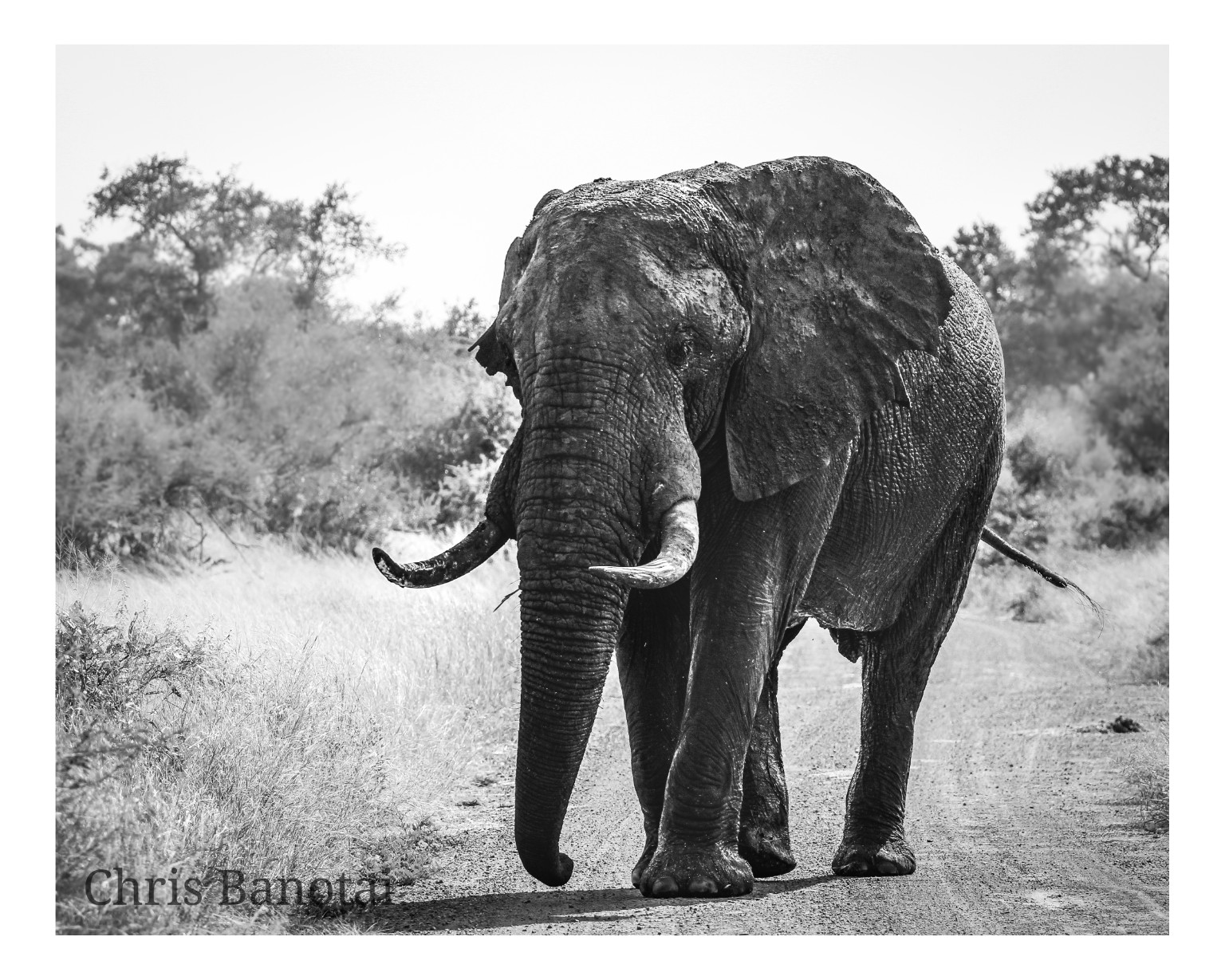 Wide black-and-white photograph of a bull elephant walking along a reserve road bordered by bushveld.