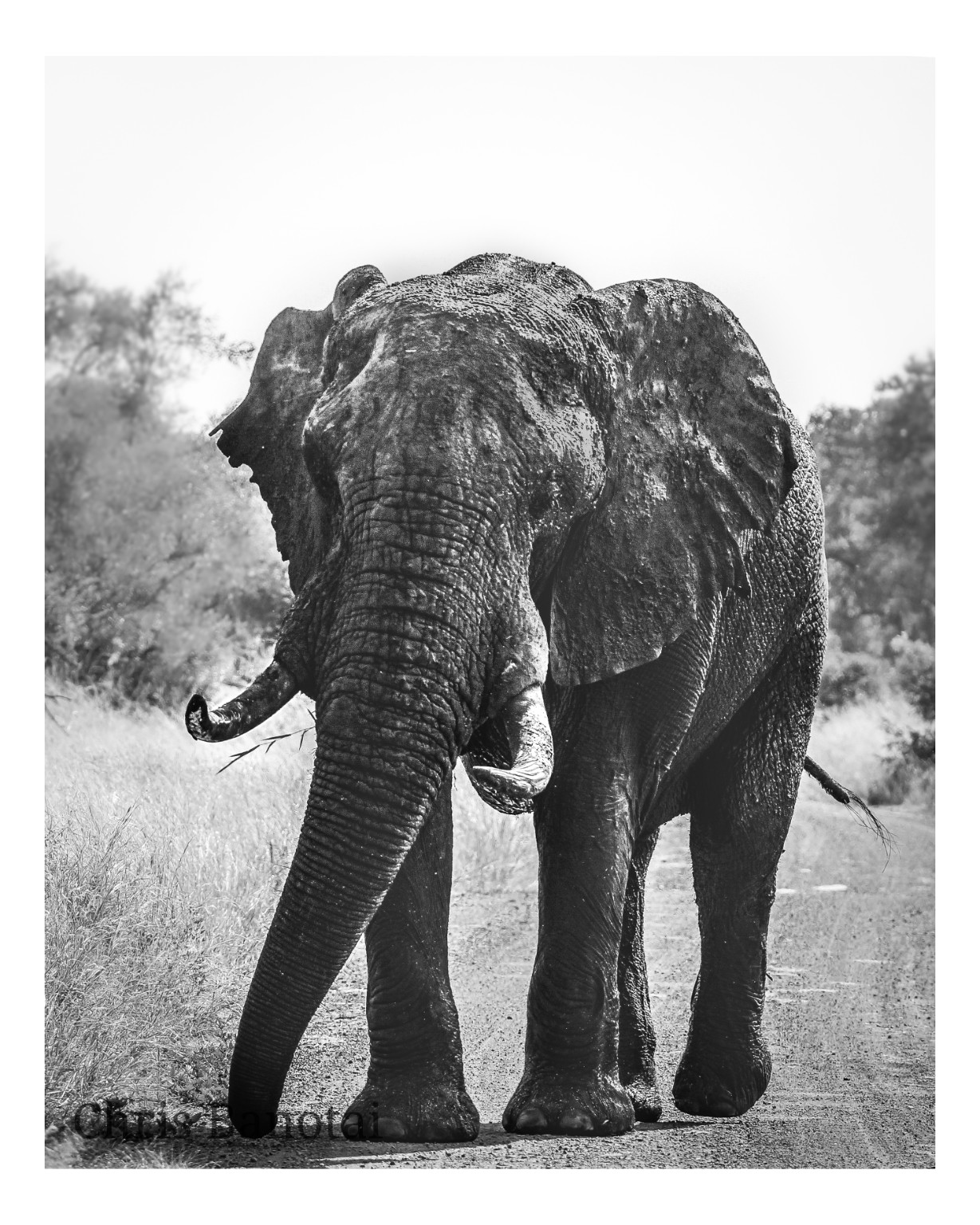 Black-and-white portrait of a bull elephant approaching on a dirt road with his trunk hanging forward.