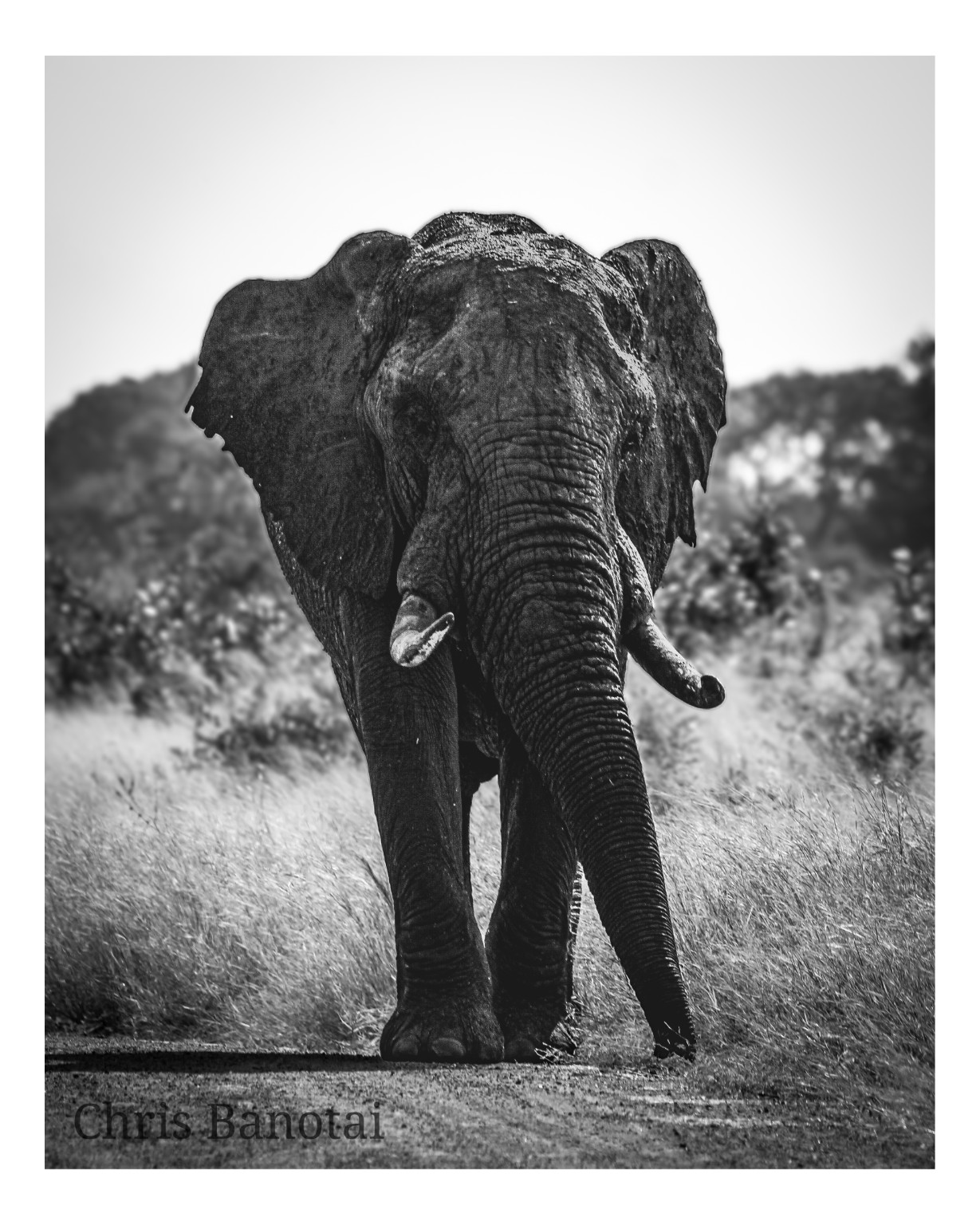 Black-and-white photograph of a bull elephant surrounded by dust as he walks toward the camera.