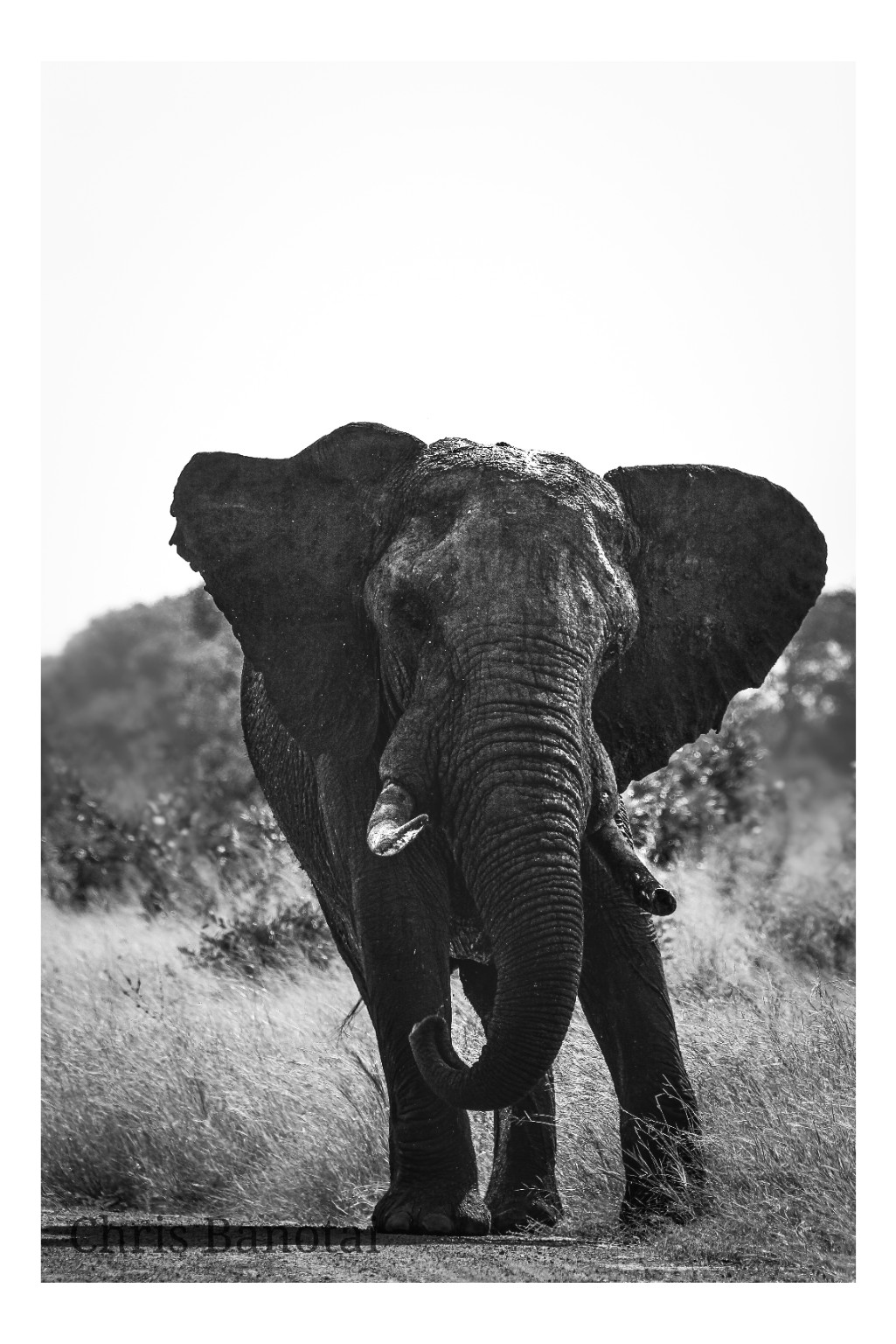 Close black-and-white frontal portrait of a bull elephant with his trunk crossing in front of his body.