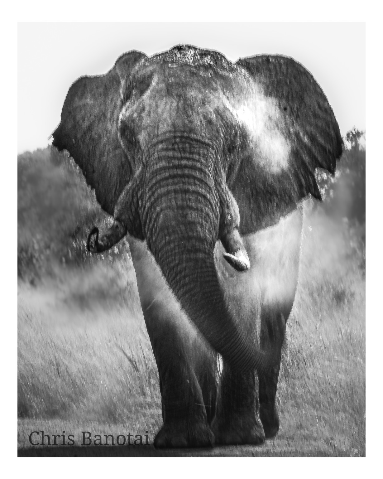 Black-and-white photograph of a bull elephant striding down the road with the tip of his trunk curled outward.