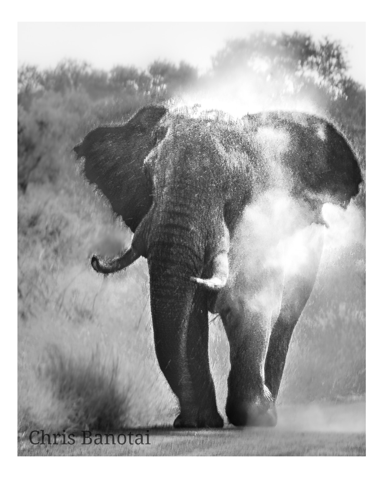 Black-and-white photograph of a bull elephant throwing dust over his body while standing on a reserve road.