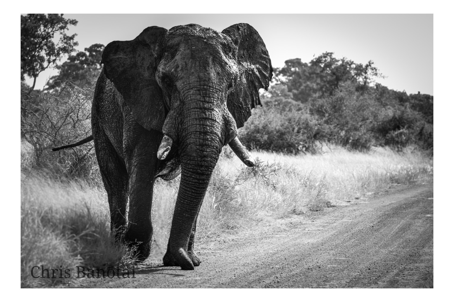 Black-and-white photograph of a tusked African elephant walking toward the camera on a winding reserve road.