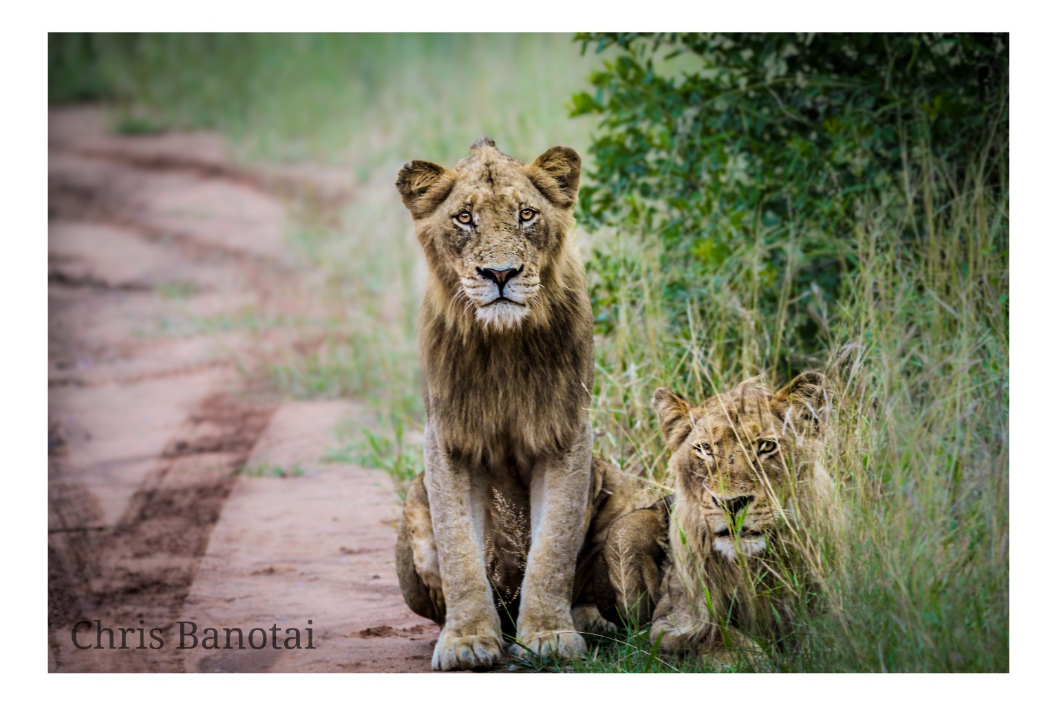 Two young lions sitting together at the edge of a bush track.