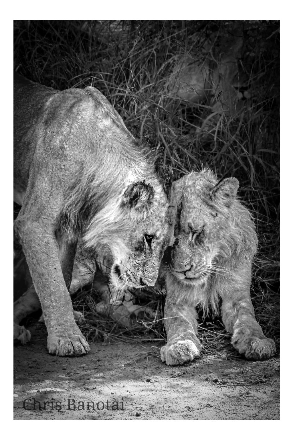 Black-and-white photograph of two young lions touching heads while walking together.