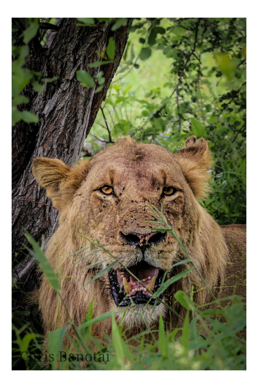 Close color portrait of a young male lion framed by green vegetation.