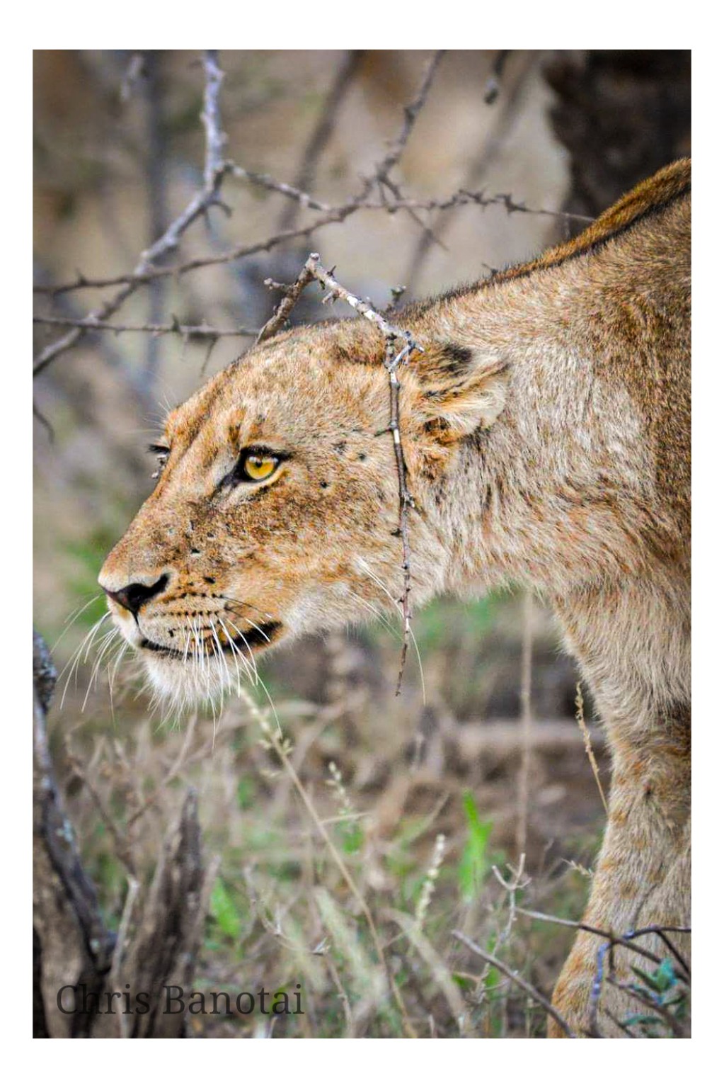 Side-profile portrait of a lioness watching through thorny woodland.