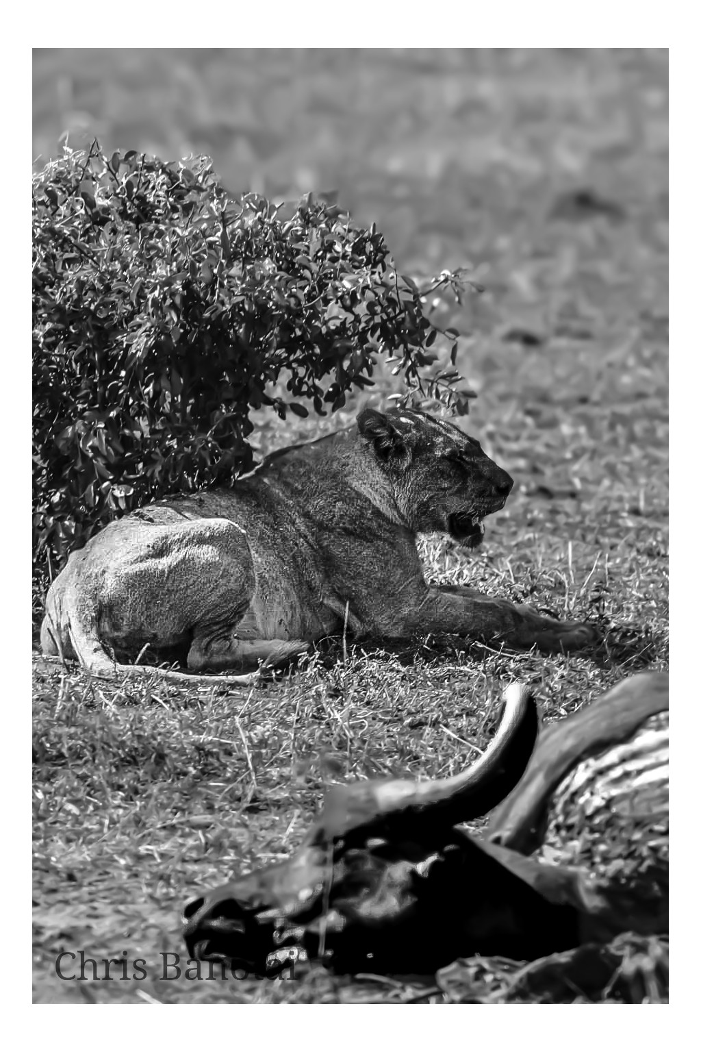 Black-and-white photograph of a lioness resting near the remains of a kill.