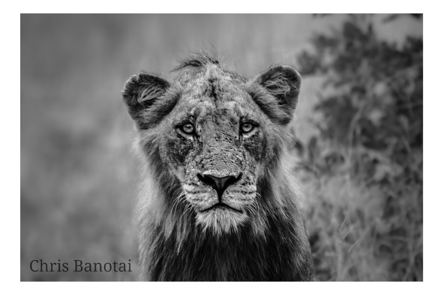Black-and-white portrait of a young male lion looking directly toward the camera.