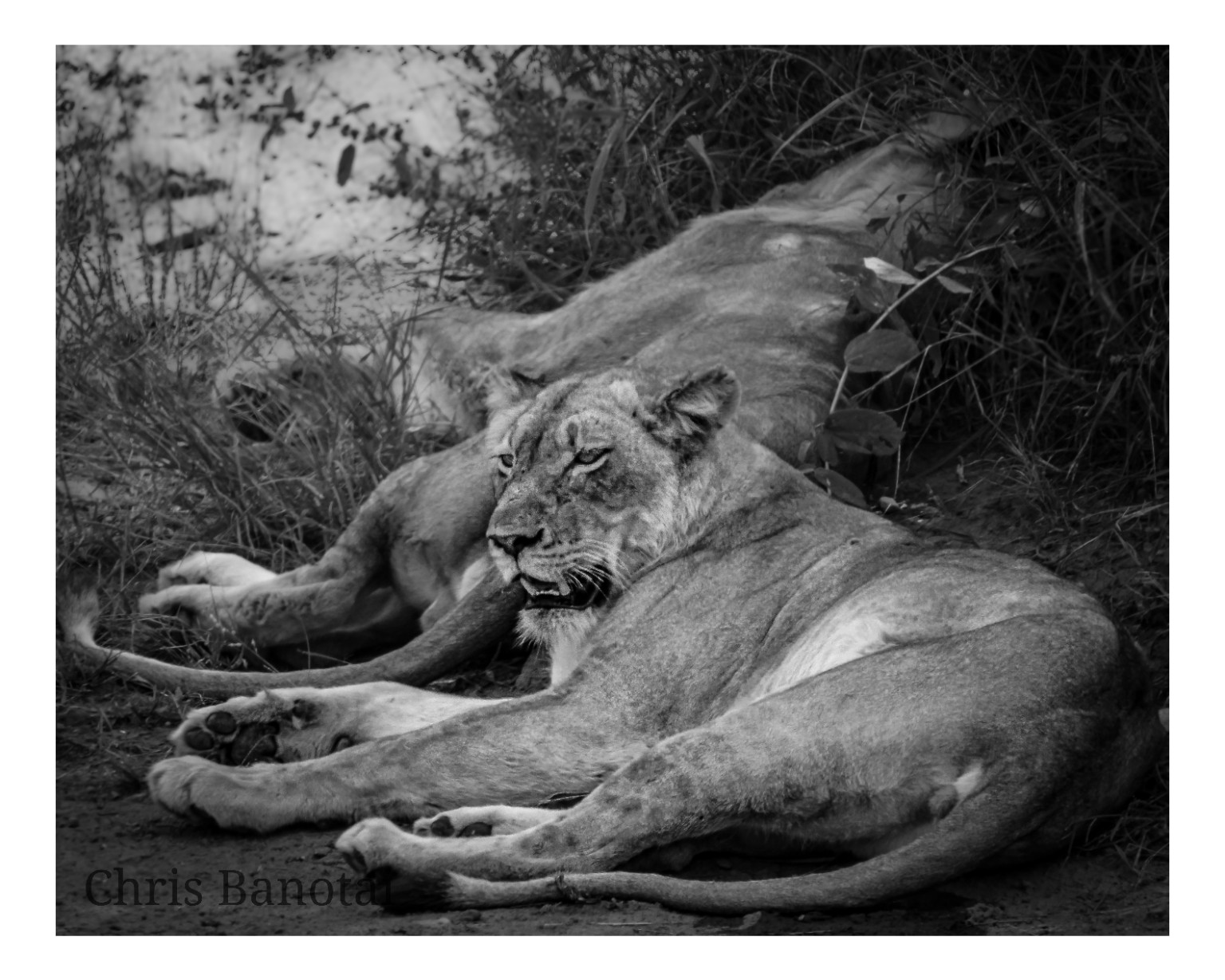 Black-and-white photograph of several lions resting together in shade.