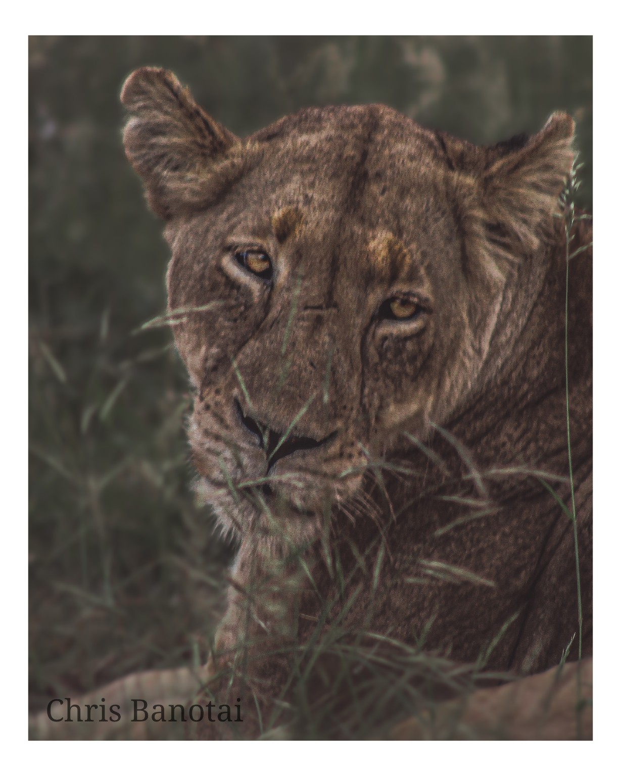 Close portrait of a young lion looking directly through grass and shadow.
