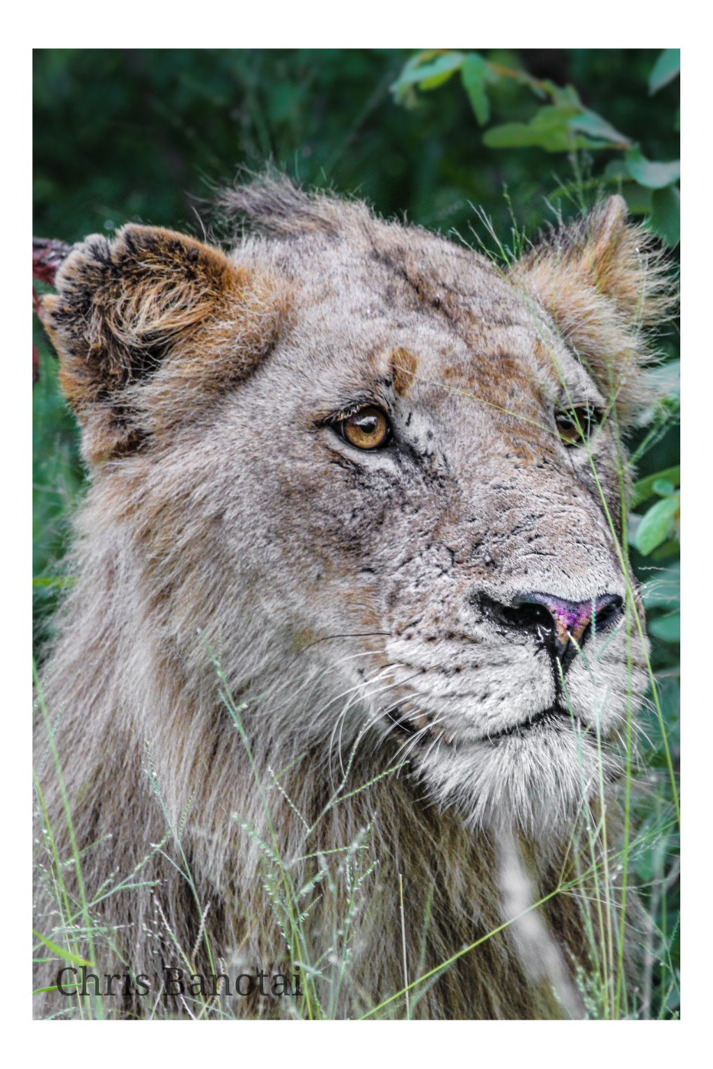 Close color portrait of a lioness framed by green vegetation.