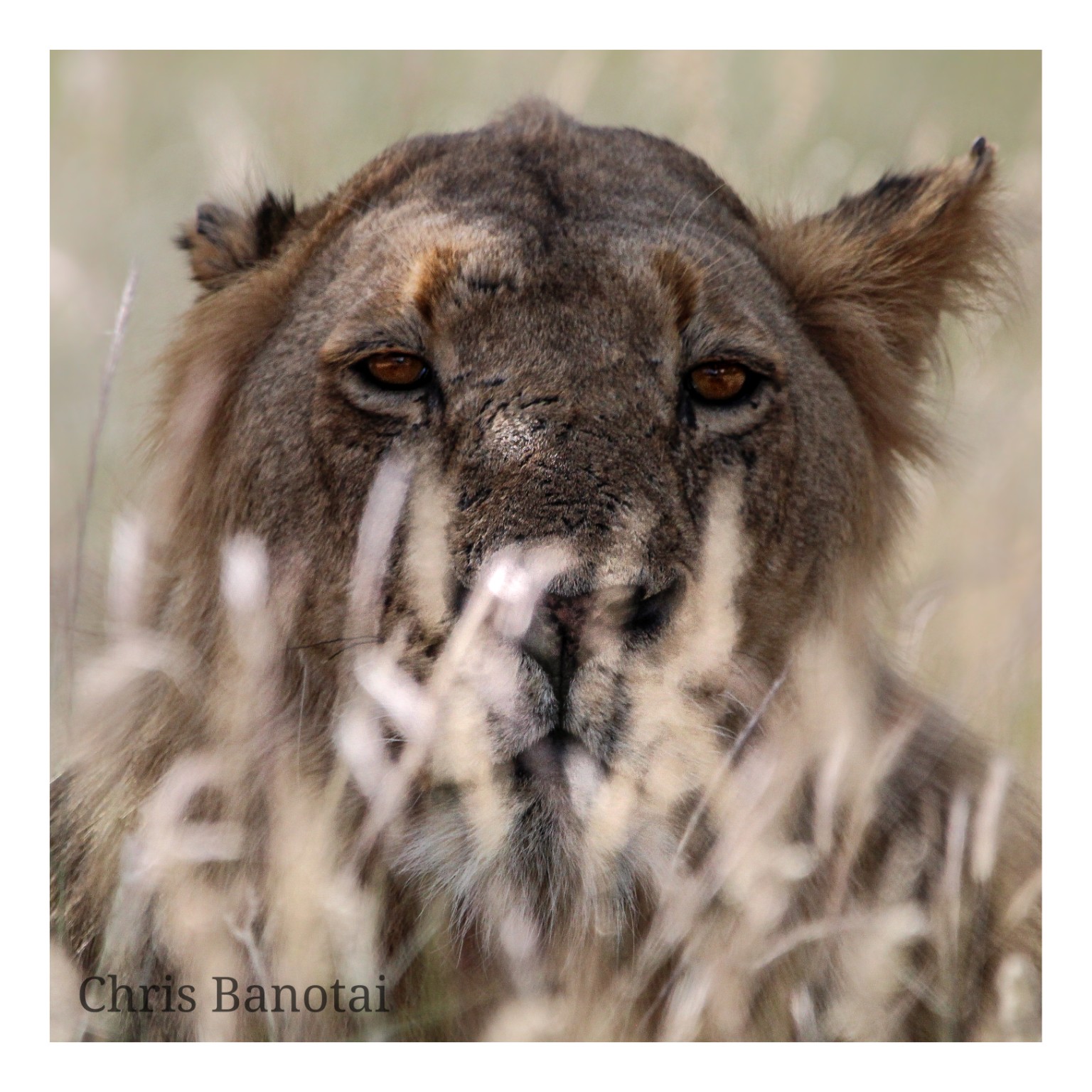 Close color portrait of Vincent, an African lion, looking through pale grass.