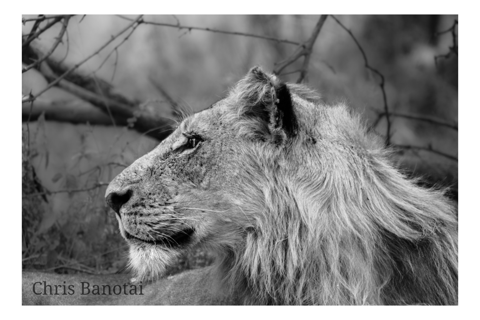 Black-and-white left-profile portrait of Vincent resting beneath bare branches.