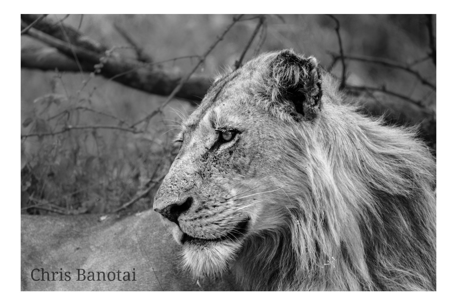 Black-and-white close profile of Vincent with his mane and facial scars in view.