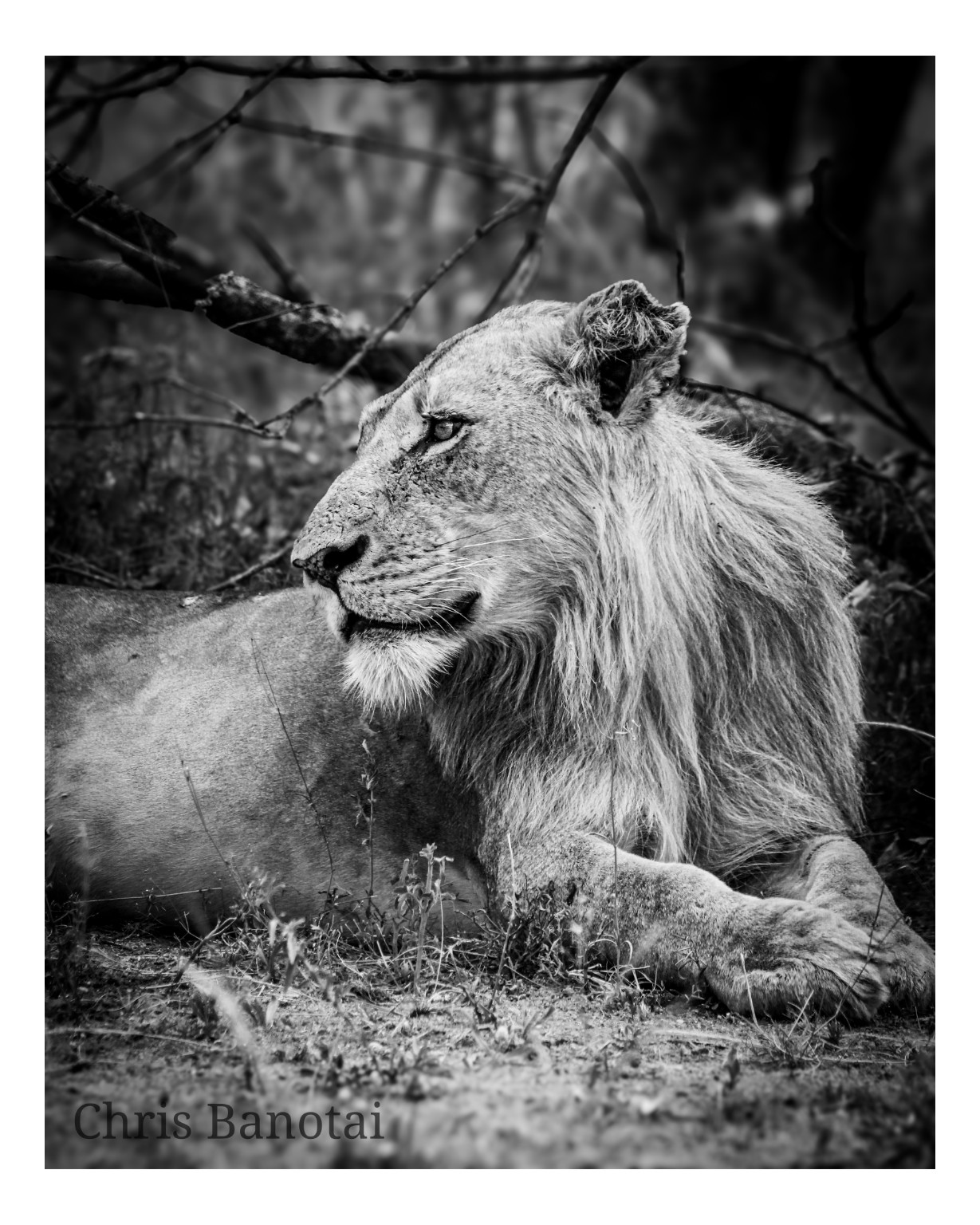 Black-and-white vertical portrait of Vincent resting and looking to the left.
