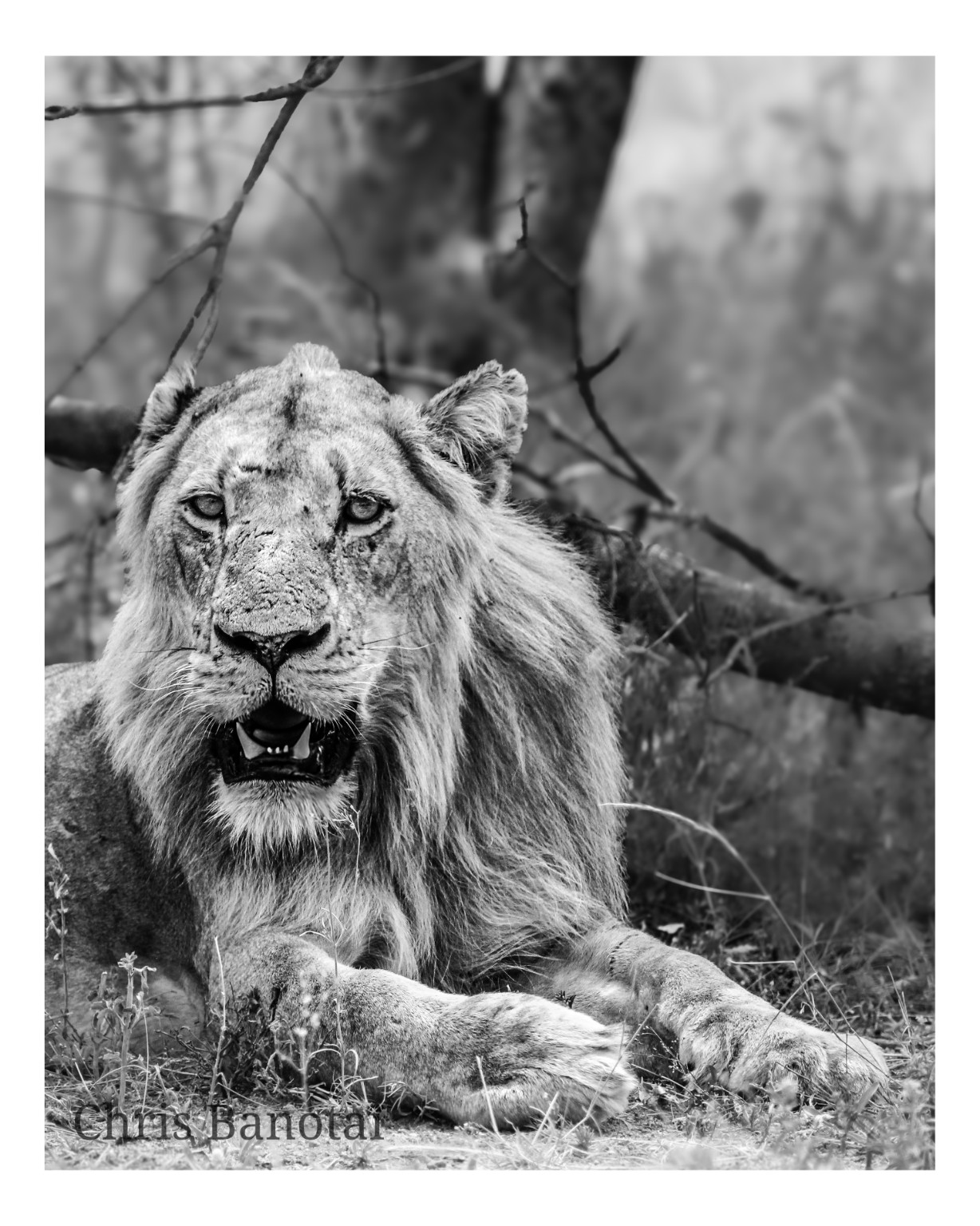 Black-and-white portrait of Vincent resting with his forelegs crossed and mouth open.