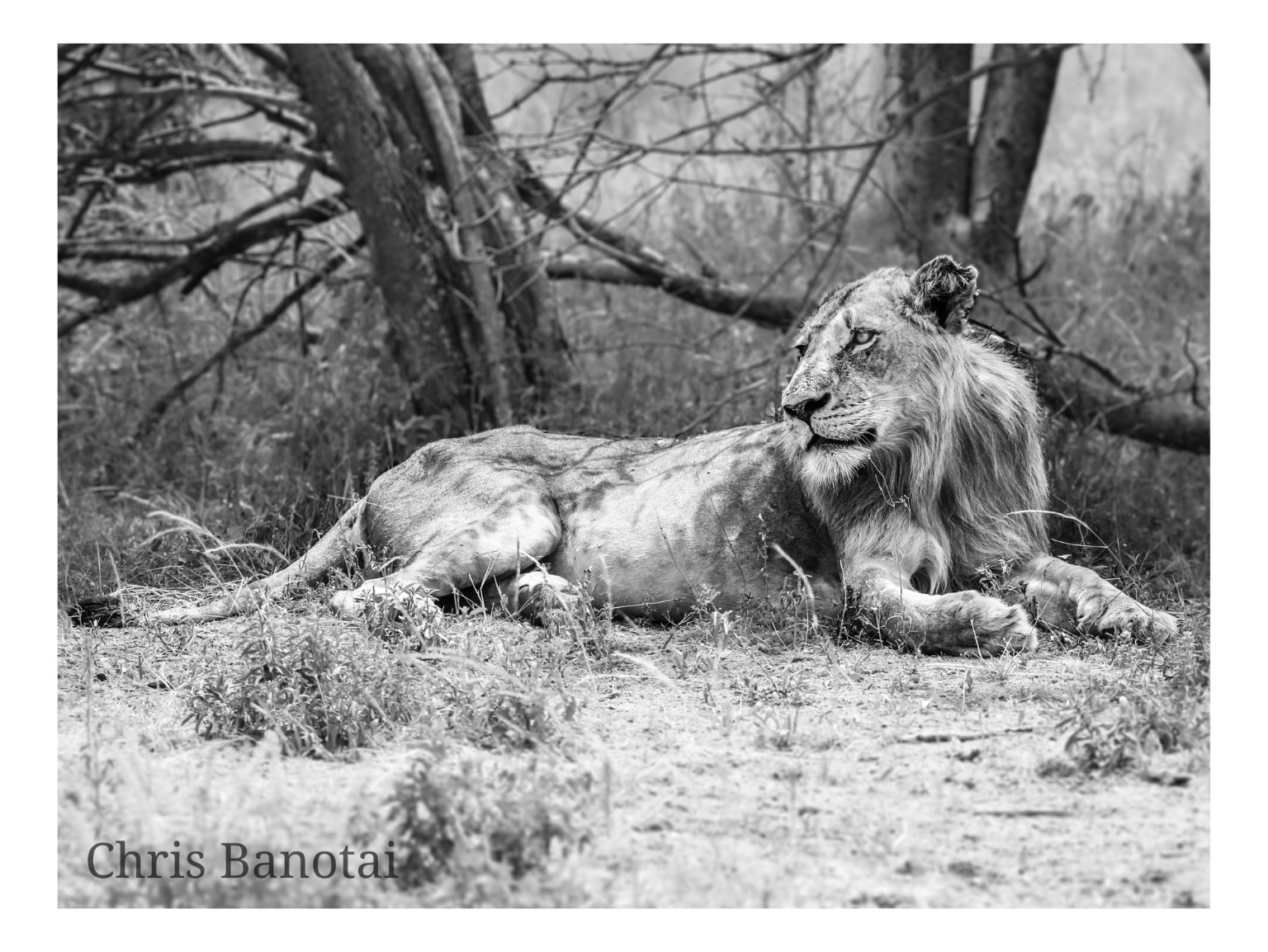 Black-and-white environmental portrait of Vincent stretched out beneath trees.