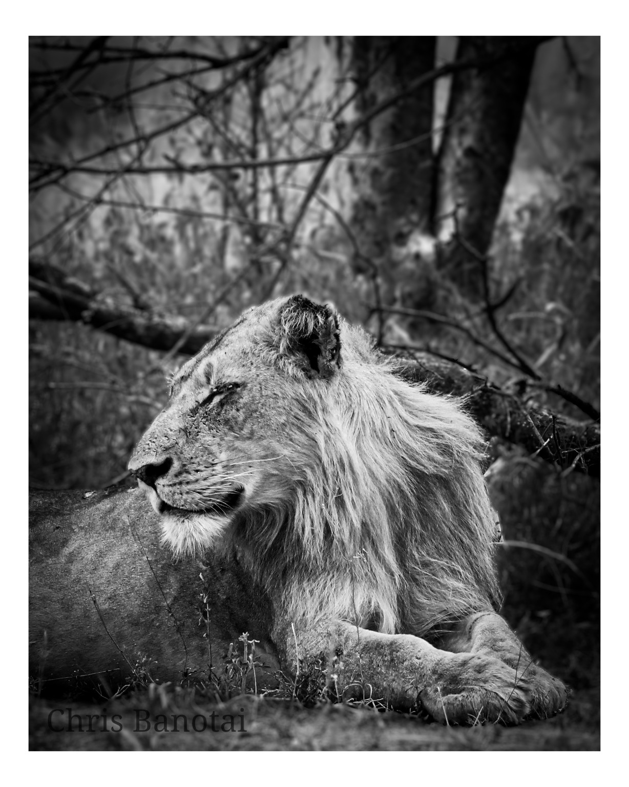 Black-and-white portrait of Vincent resting in profile beneath tangled branches.