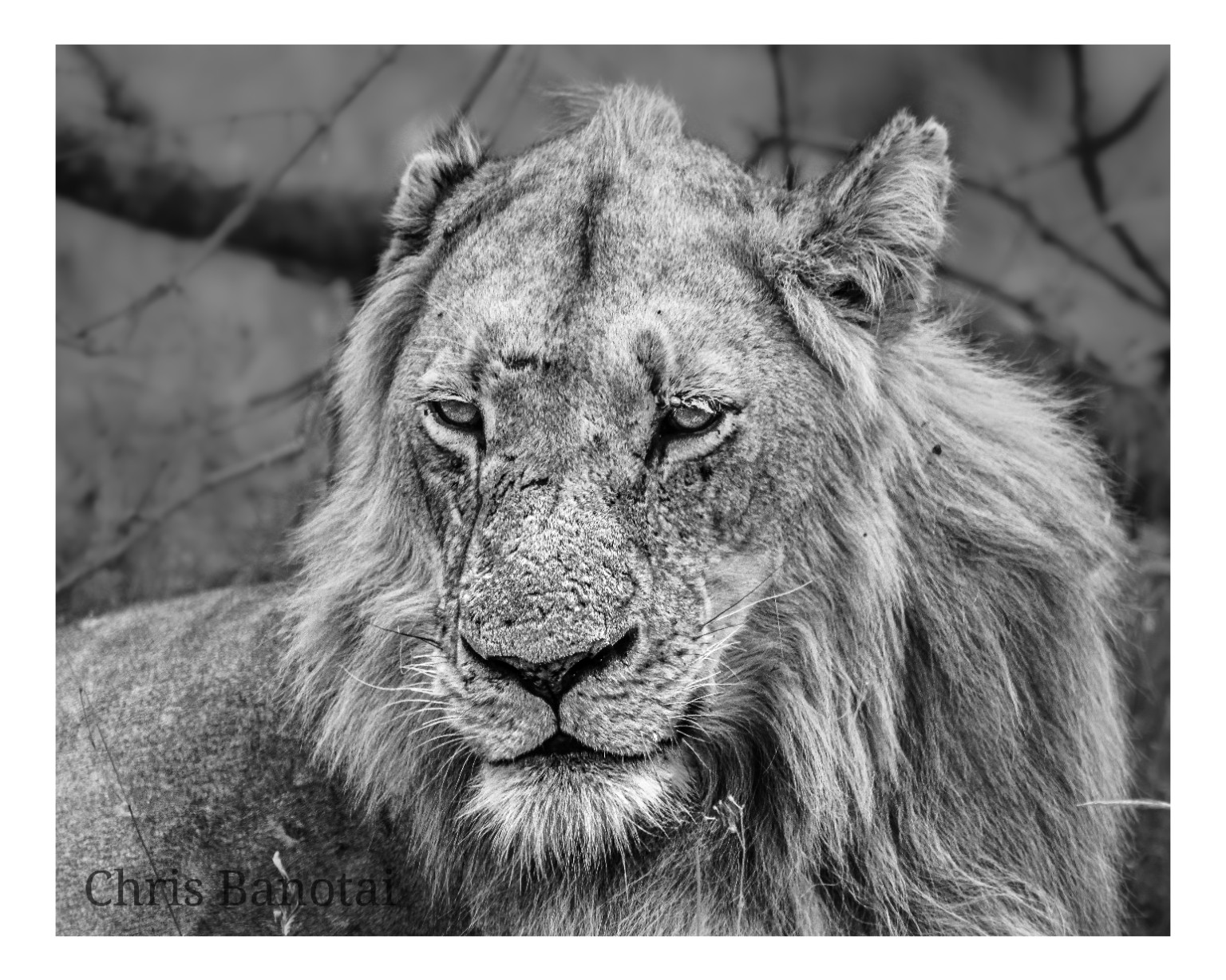 Black-and-white close frontal portrait of Vincent’s face and mane.