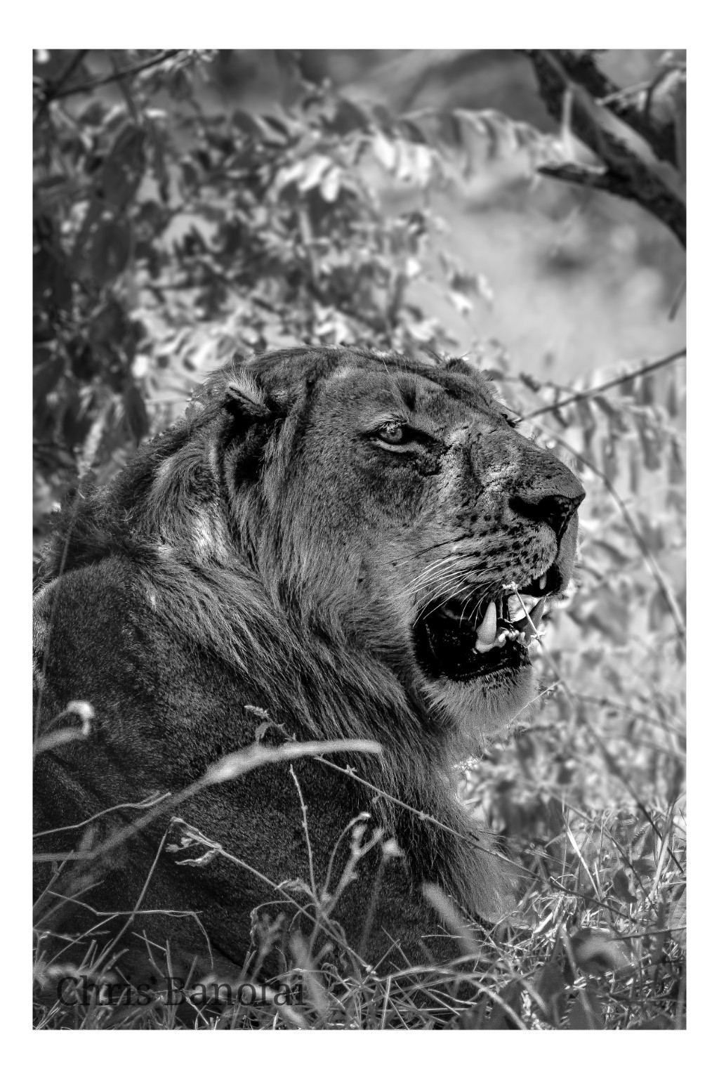 Black-and-white three-quarter portrait of Vincent alert among leaves and tall grass.