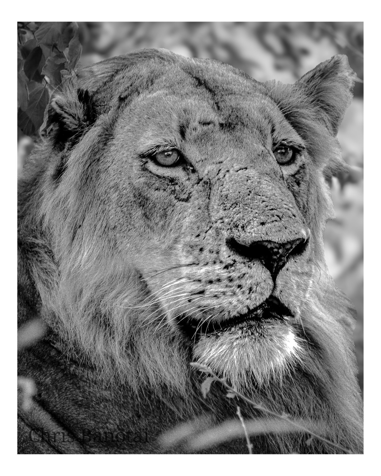 Black-and-white close three-quarter portrait of Vincent’s face, scars, whiskers, and mane.