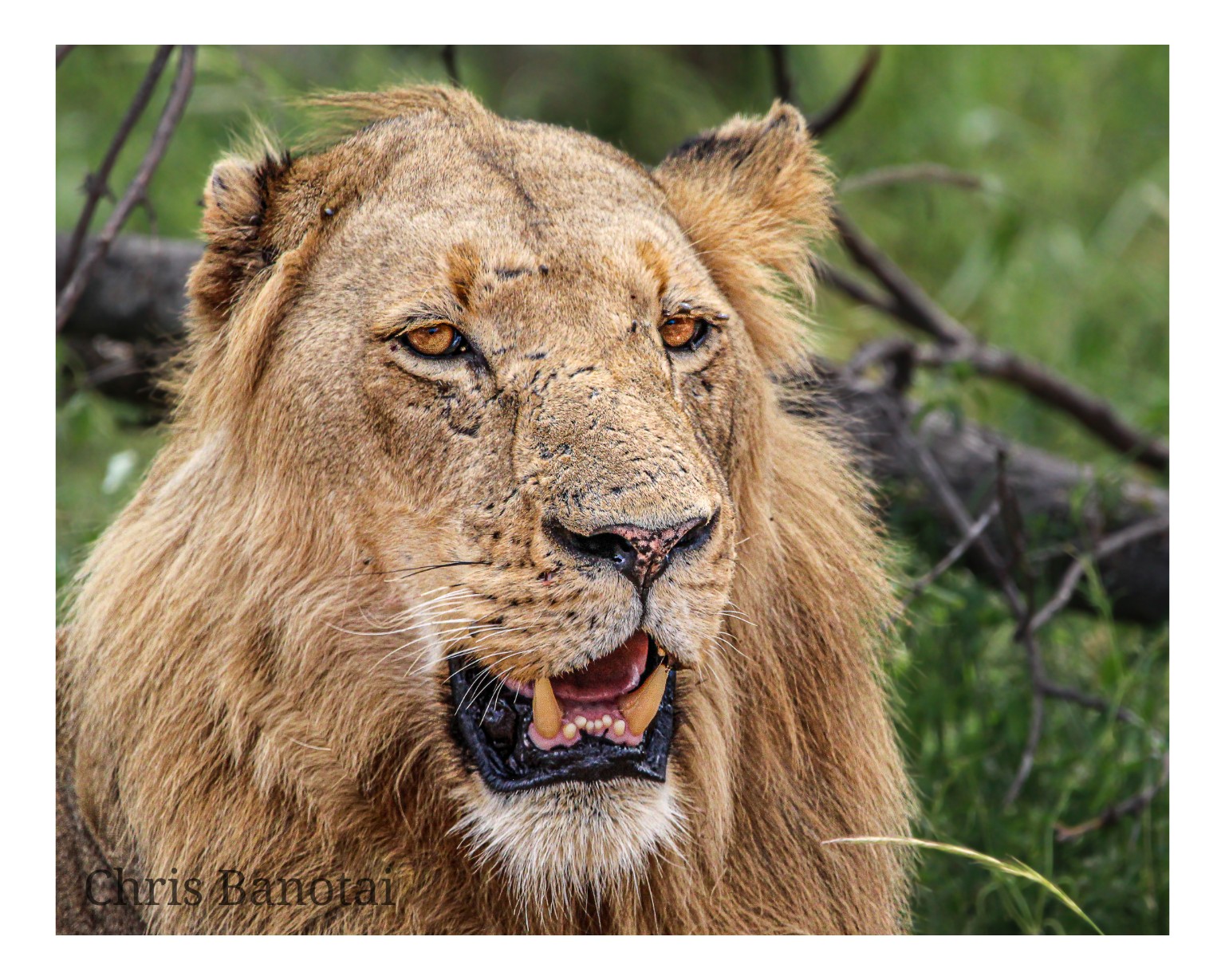 Color close portrait of Vincent against green woodland, his mouth open and amber eyes visible.