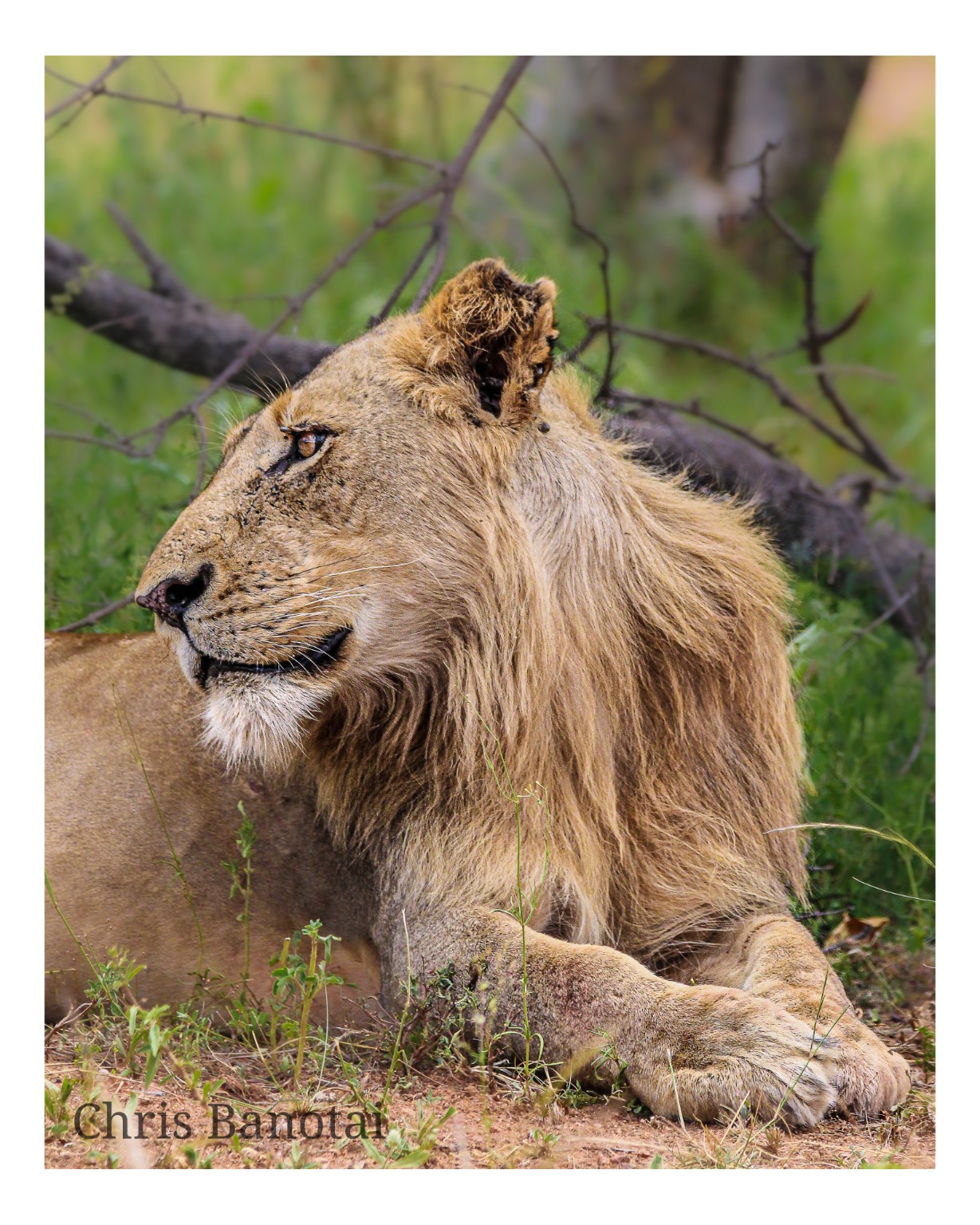 Color profile portrait of Vincent resting against green woodland.